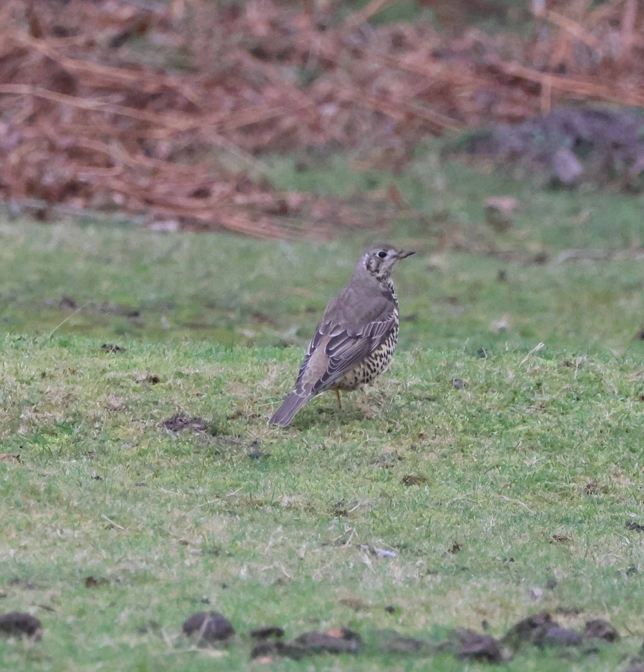 Redwing, Acres Down, Minstead, New Forest, UK — photo by Adam Prugel-Bennett