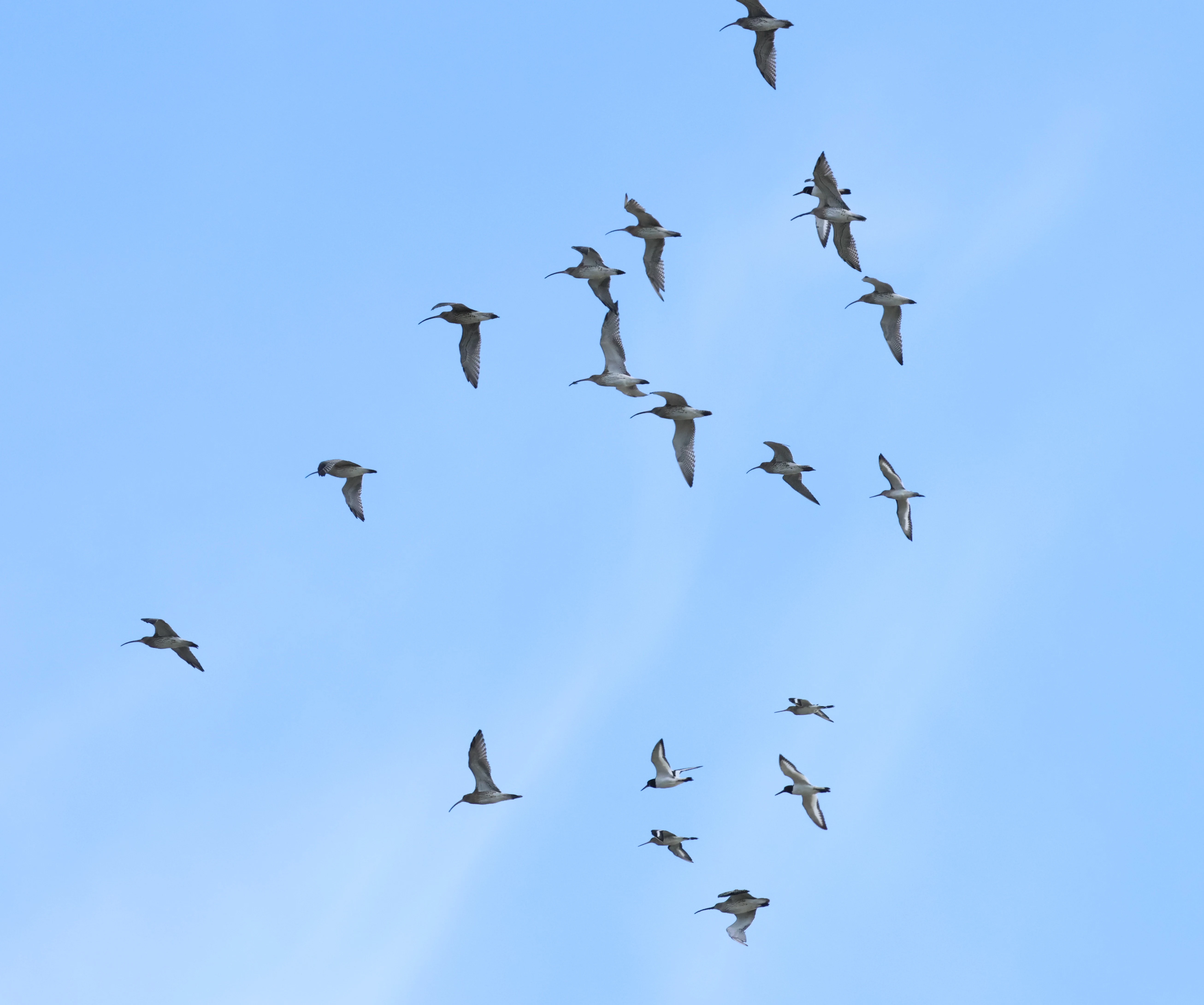 Curlews in flight, New Forest, UK — photo by Adam Prugel-Bennett