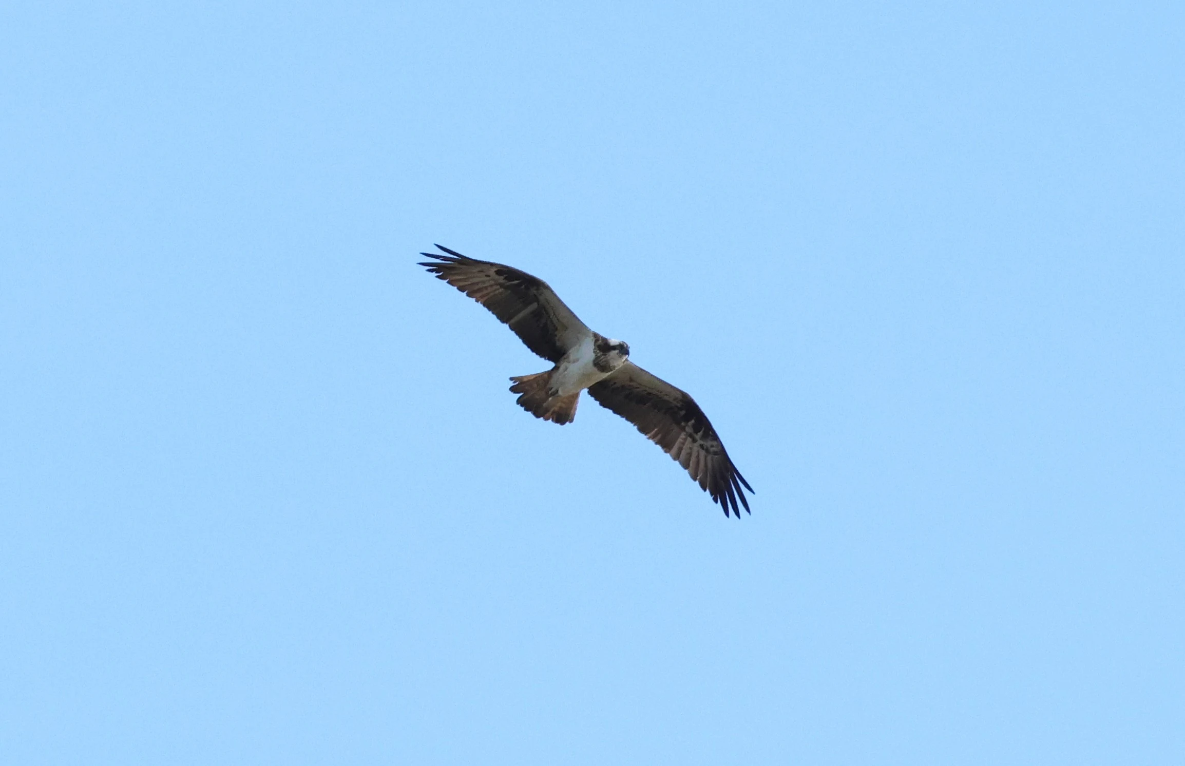 Osprey, New Forest, UK — photo by Adam Prugel-Bennett