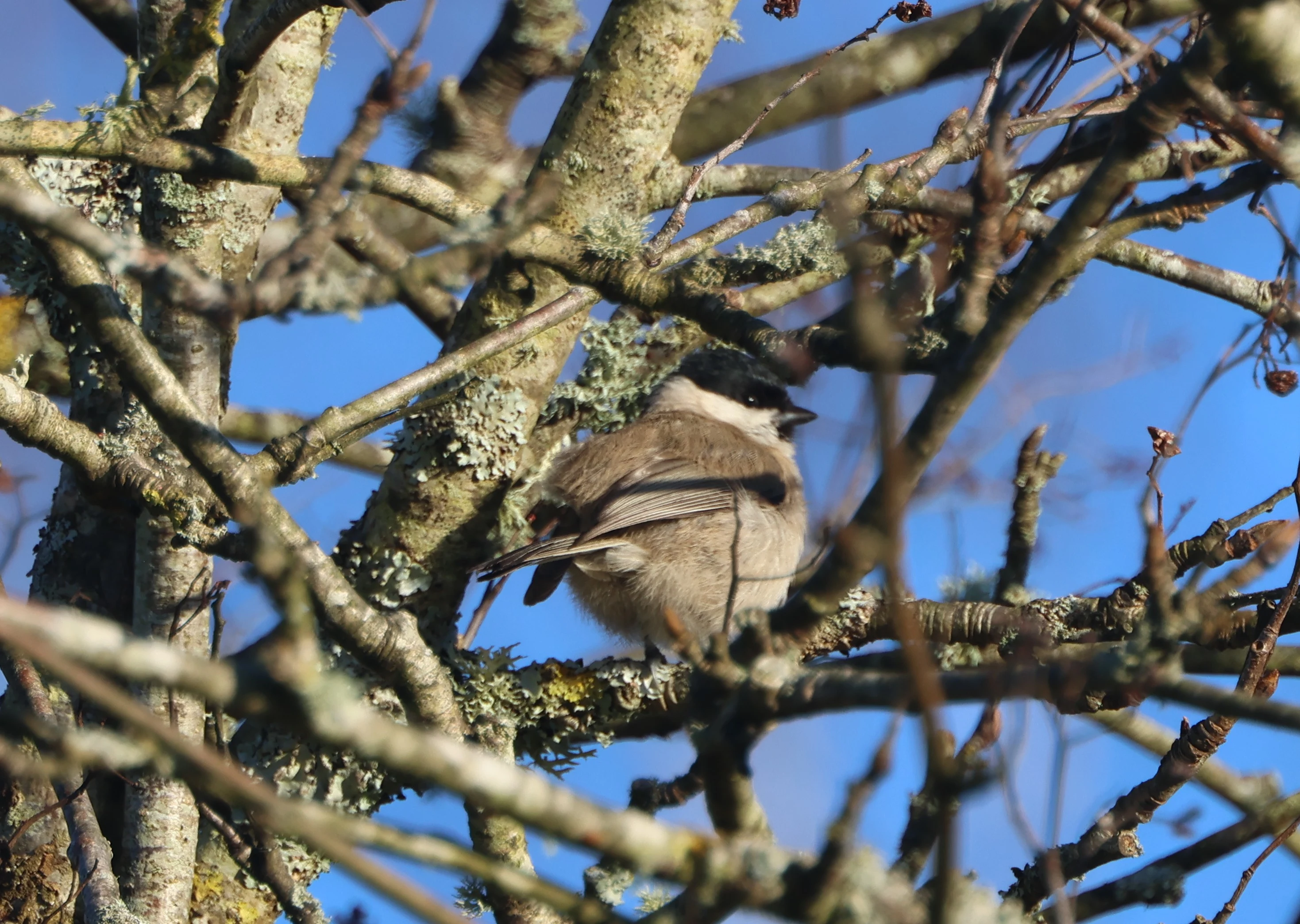 Marsh tit, Acres Down, Minstead, New Forest, UK — photo by Adam Prugel-Bennett