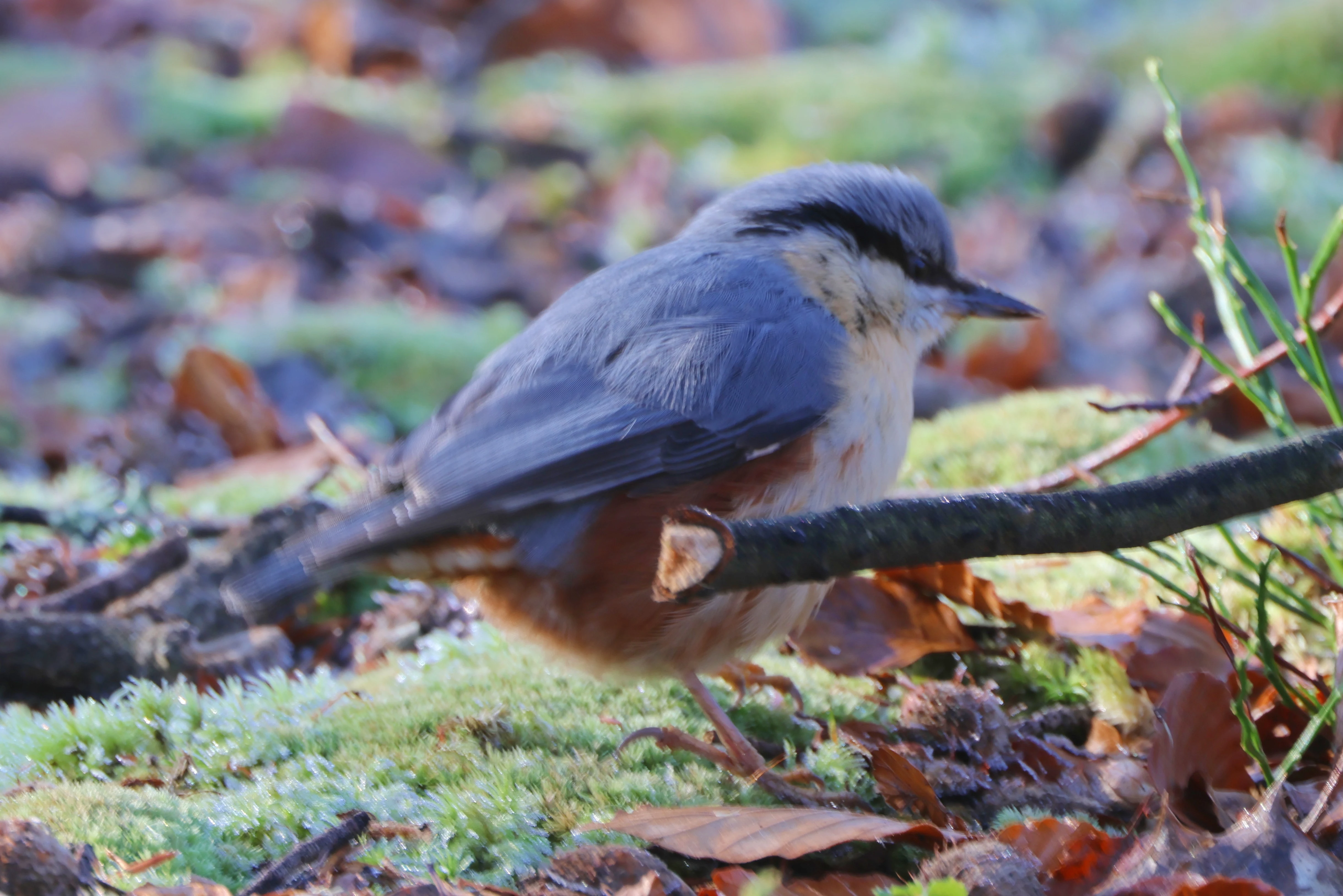 Nuthatch, Acres Down, Minstead, New Forest, UK — photo by Adam Prugel-Bennett