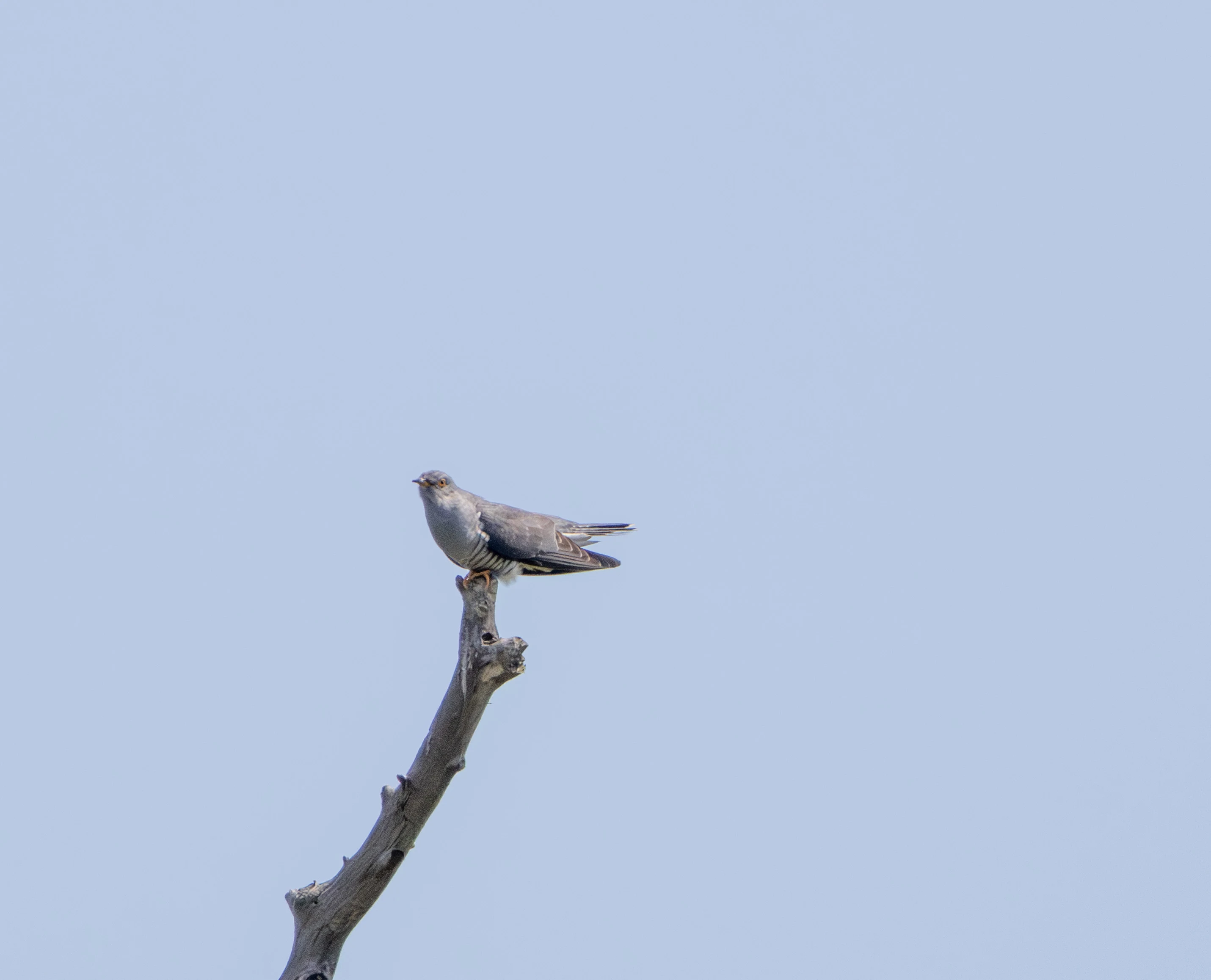 Common Cuckoo, Danube Delta, Romania — photo by Adam Prugel-Bennett