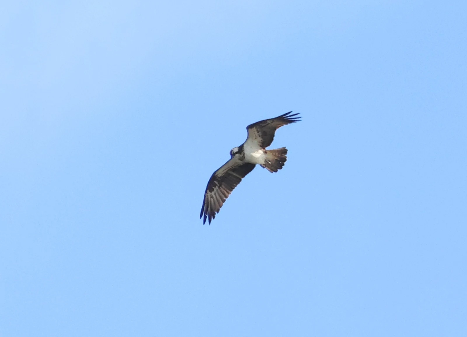 Osprey, New Forest, UK — photo by Adam Prugel-Bennett