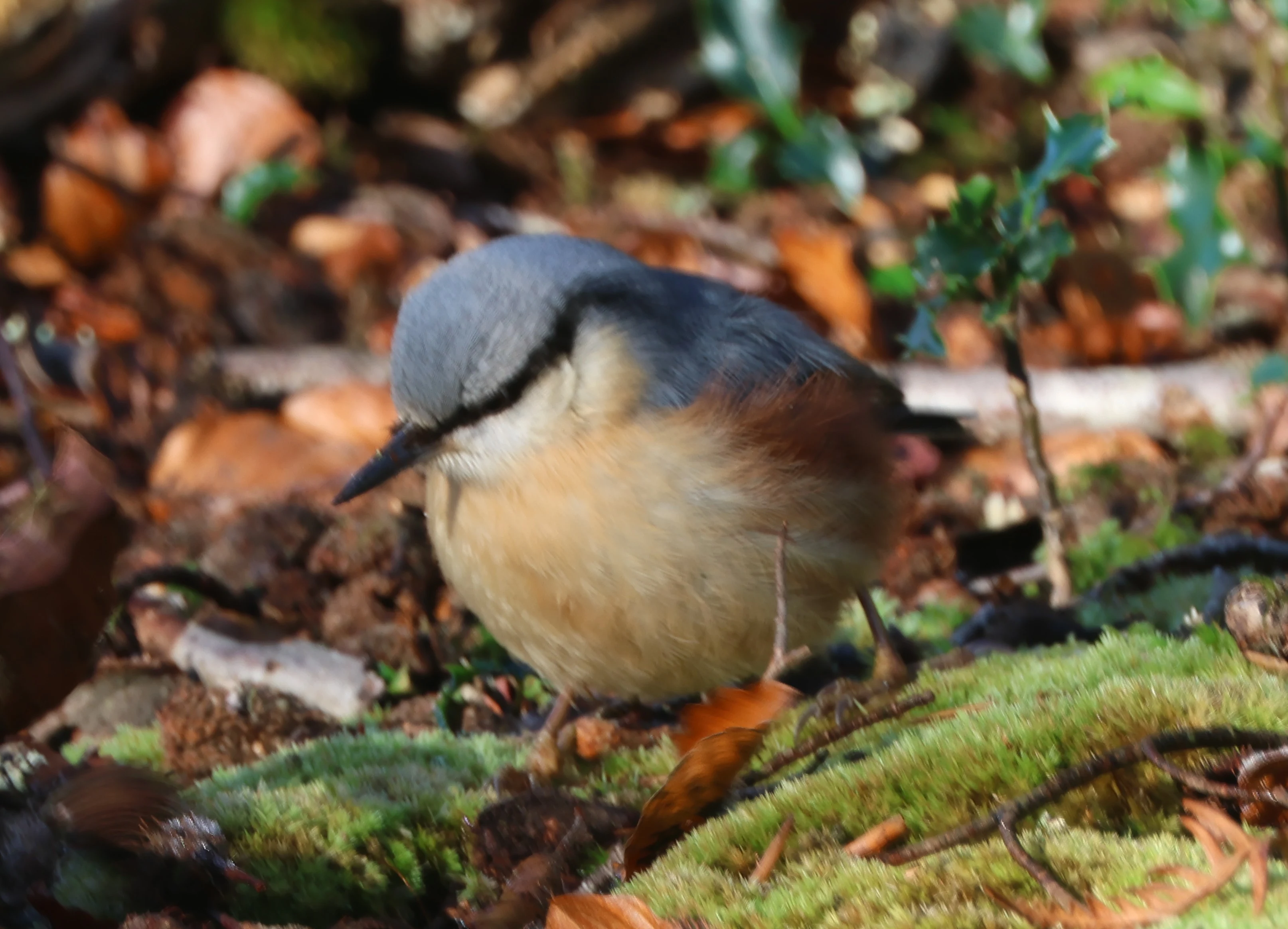 Nuthatch, Acres Down, Minstead, New Forest, UK — photo by Adam Prugel-Bennett