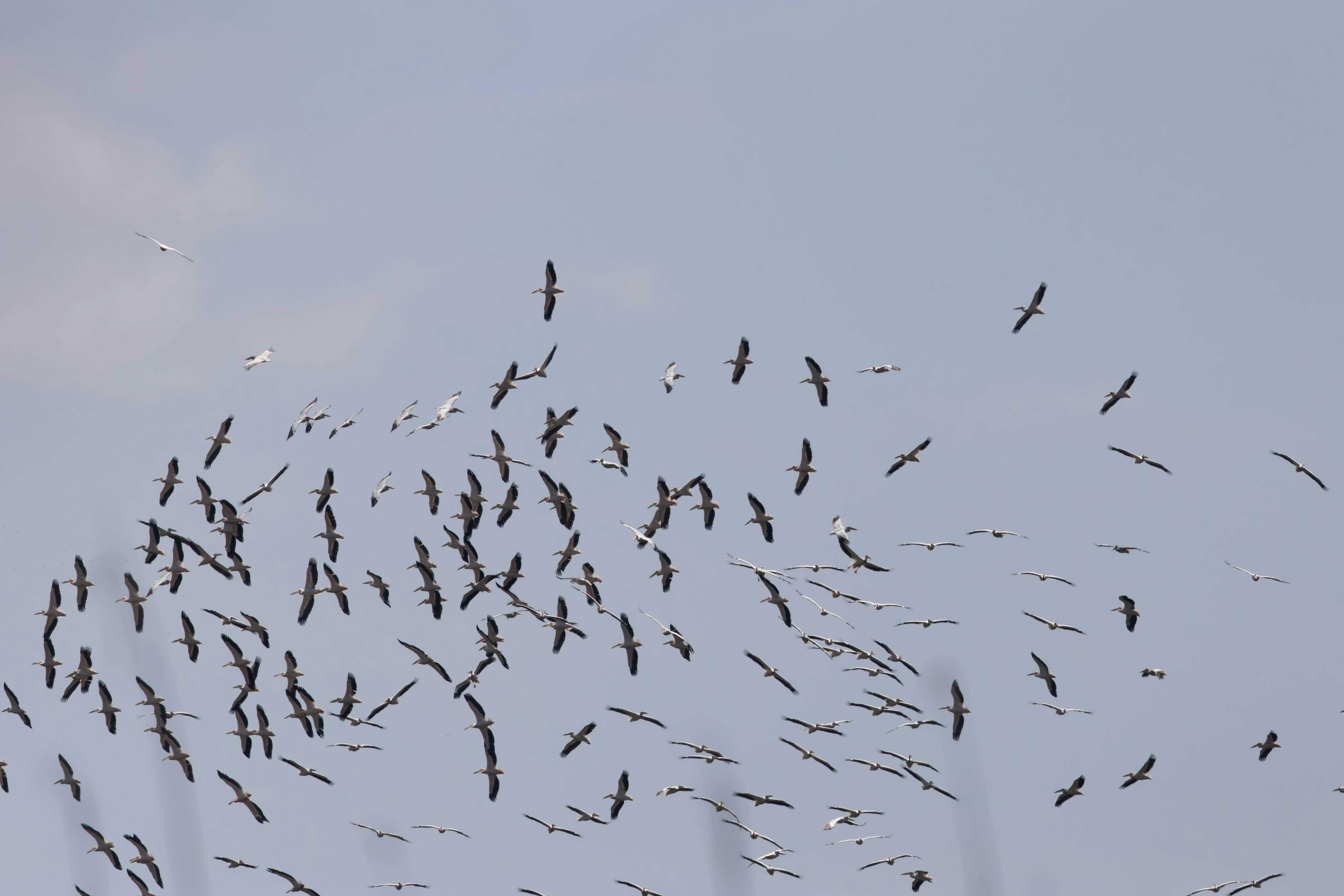 Pelicans, Danube Delta, Romania — photo by Adam Prugel-Bennett