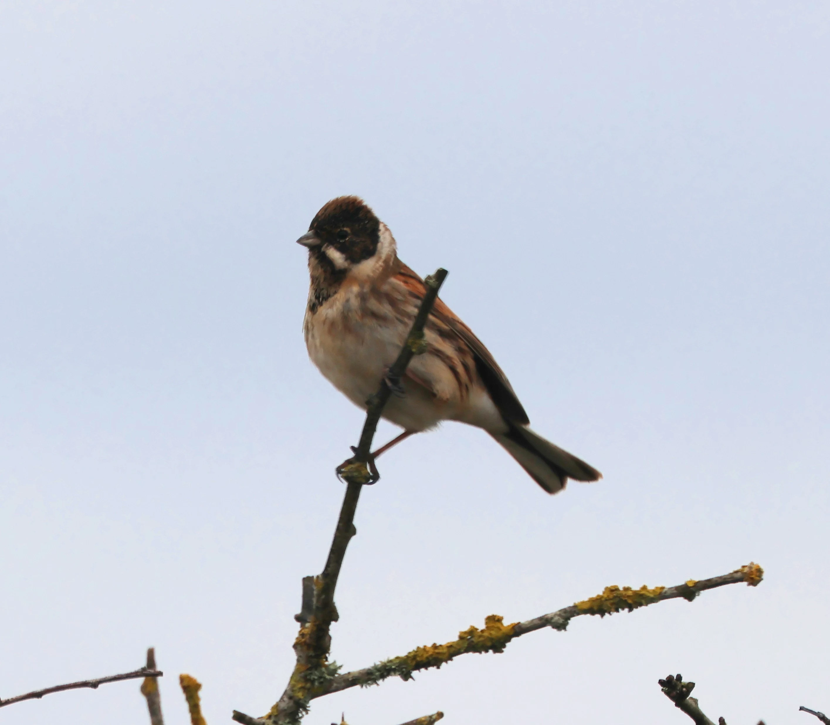 Reed Bunting, Lymington, New Forest, UK — photo by Adam Prugel-Bennett
