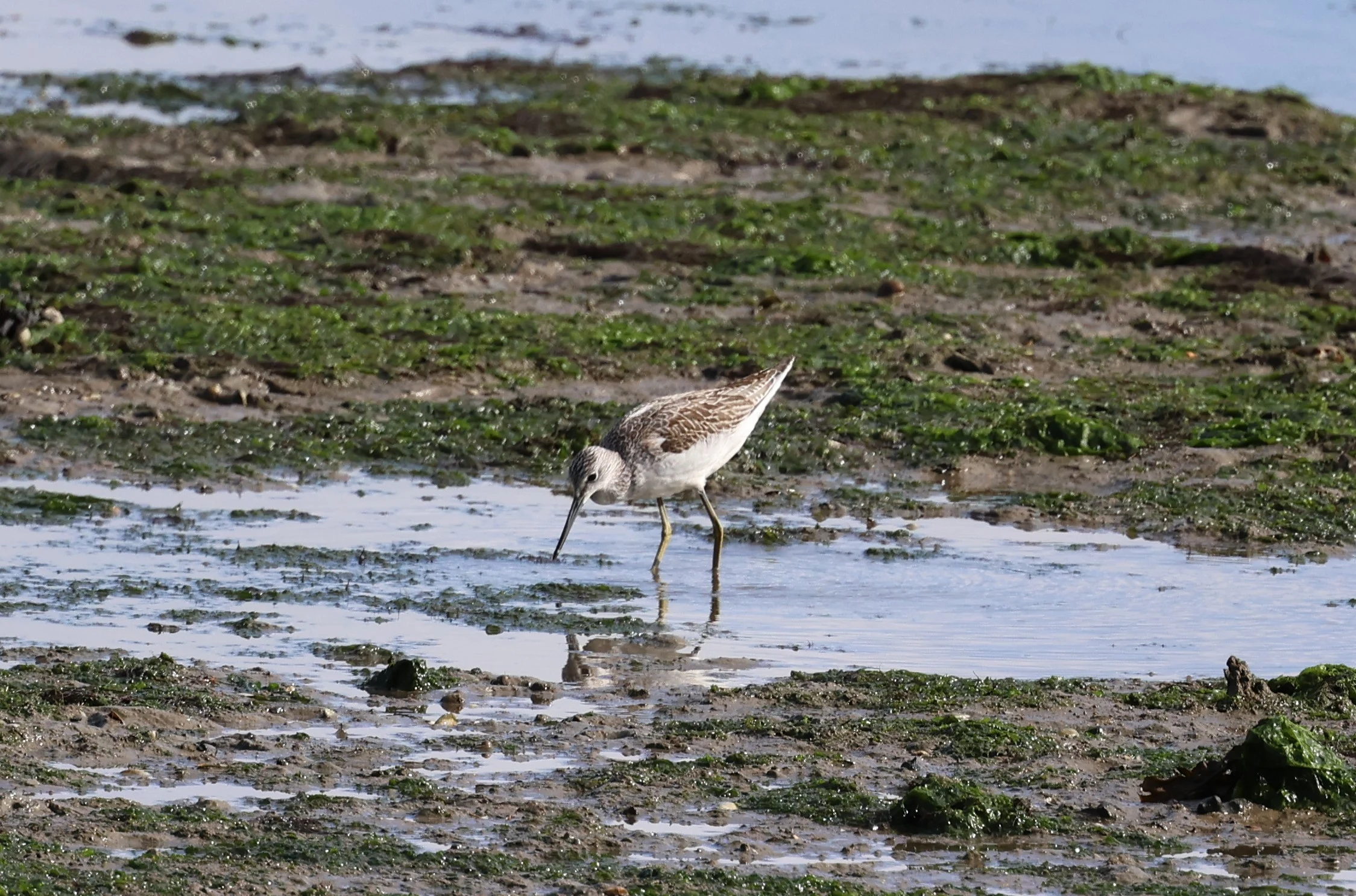 Greenshank, New Forest, UK — photo by Adam Prugel-Bennett