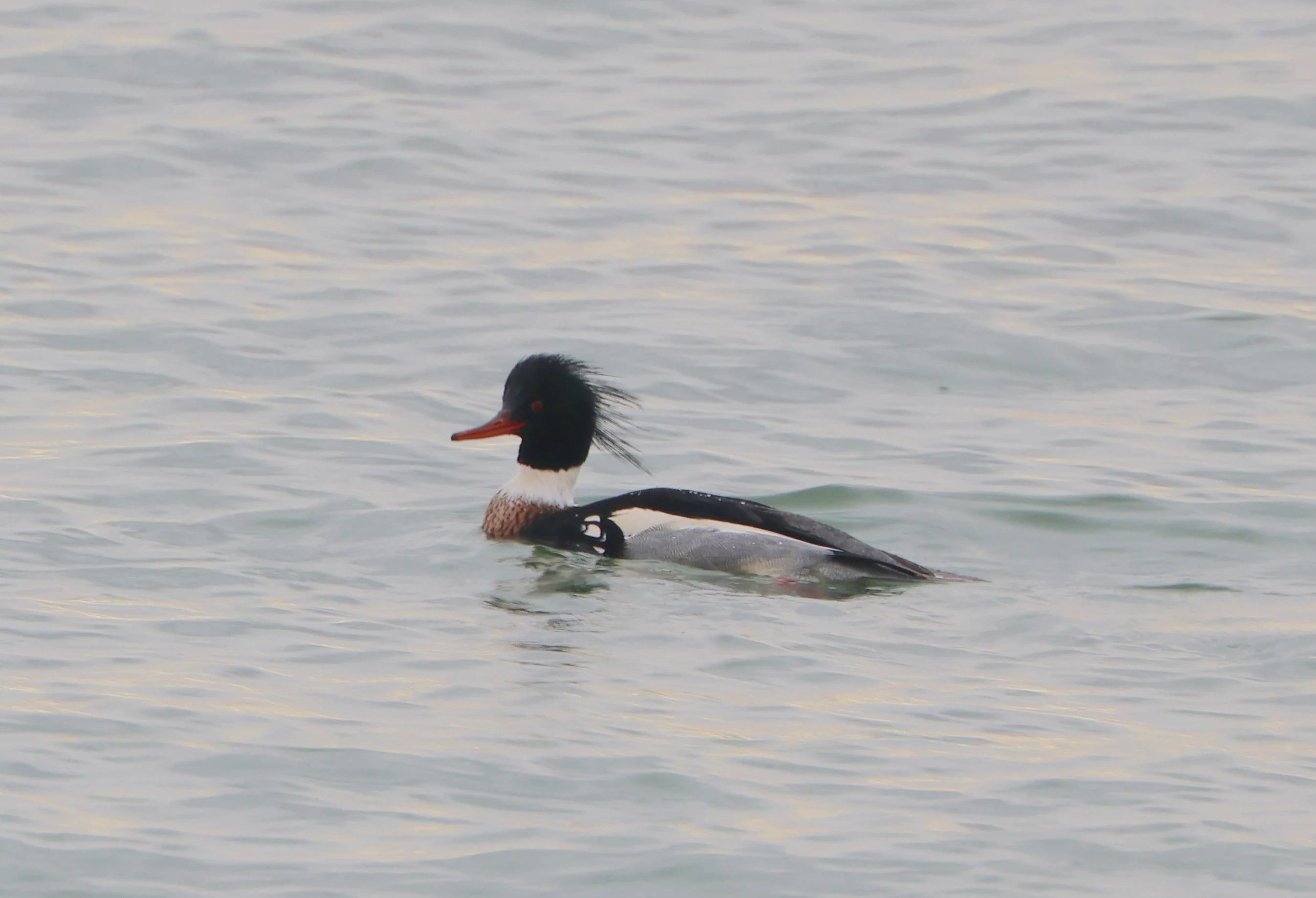 Red-breasted meganser, Lymington, New Forest, UK — photo by Adam Prugel-Bennett