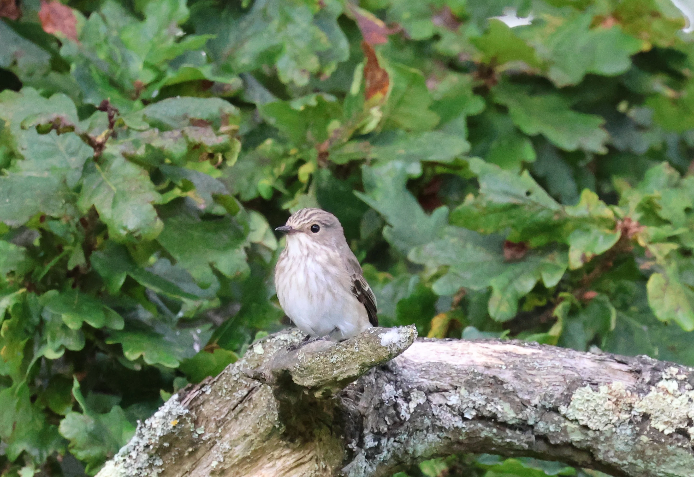 Spotted Flycatcher, New Forest, UK — photo by Adam Prugel-Bennett