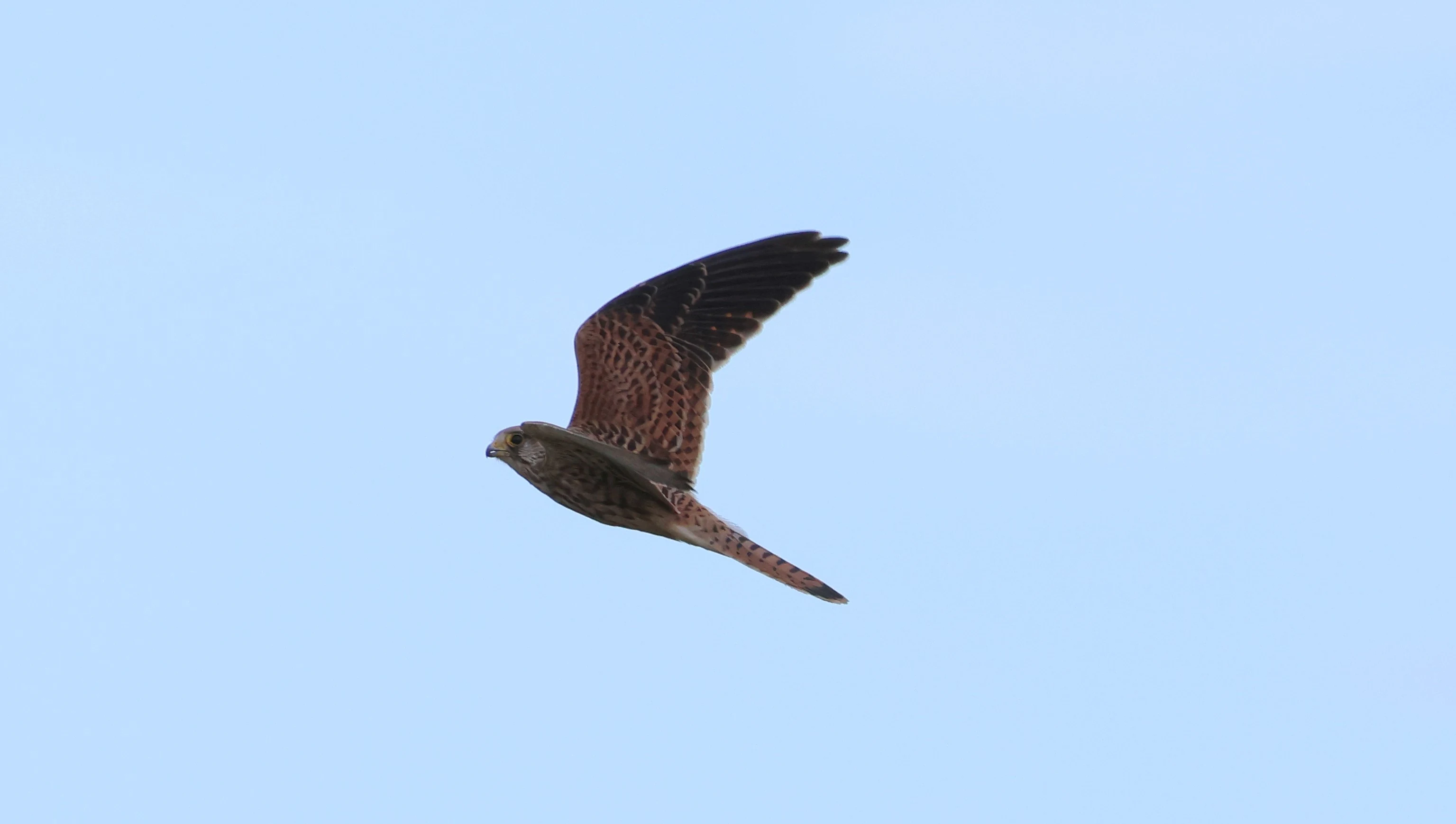 Kestrel, New Forest, UK — photo by Adam Prugel-Bennett