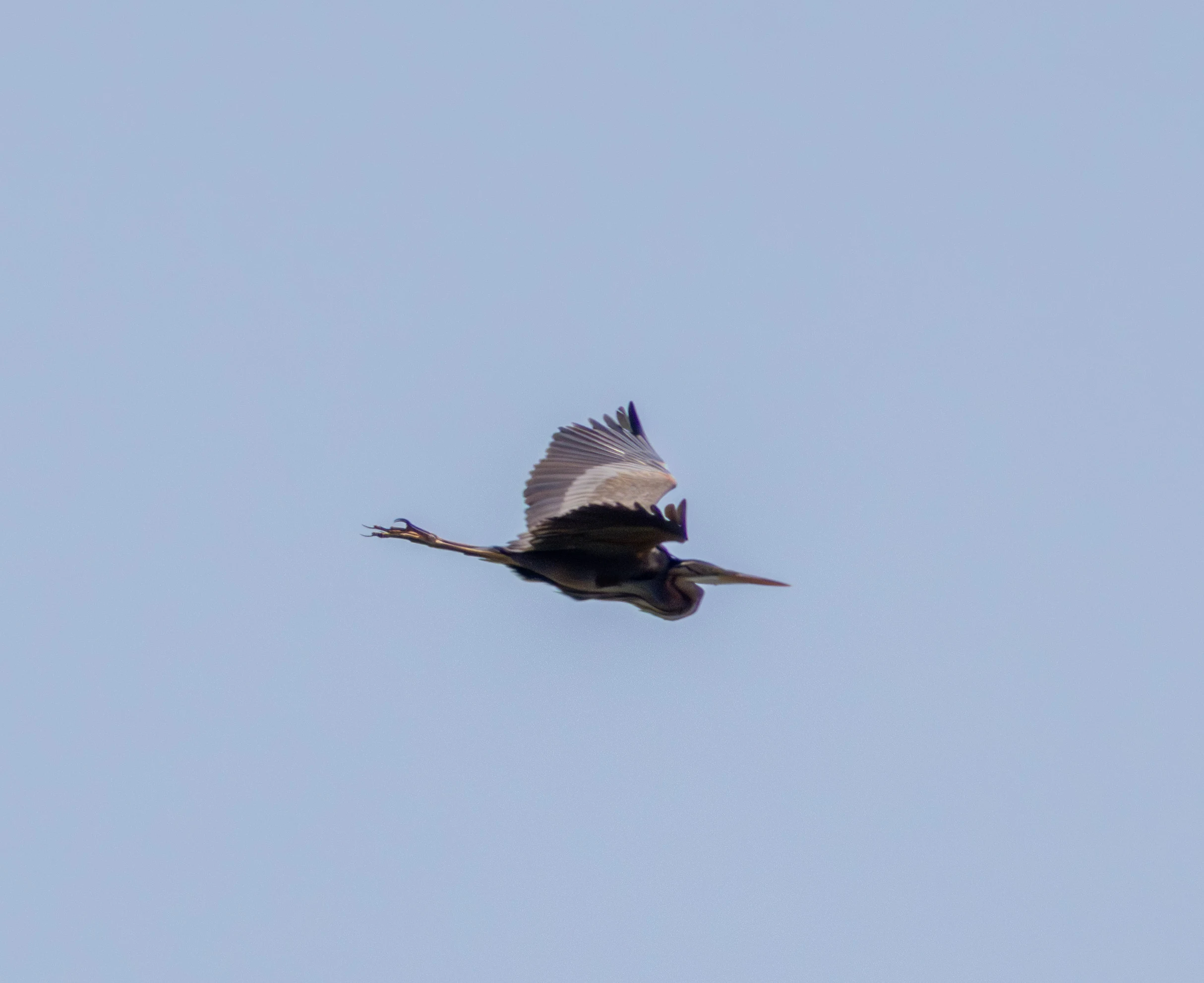 Purple Heron in flight, Danube Delta, Romania — photo by Adam Prugel-Bennett