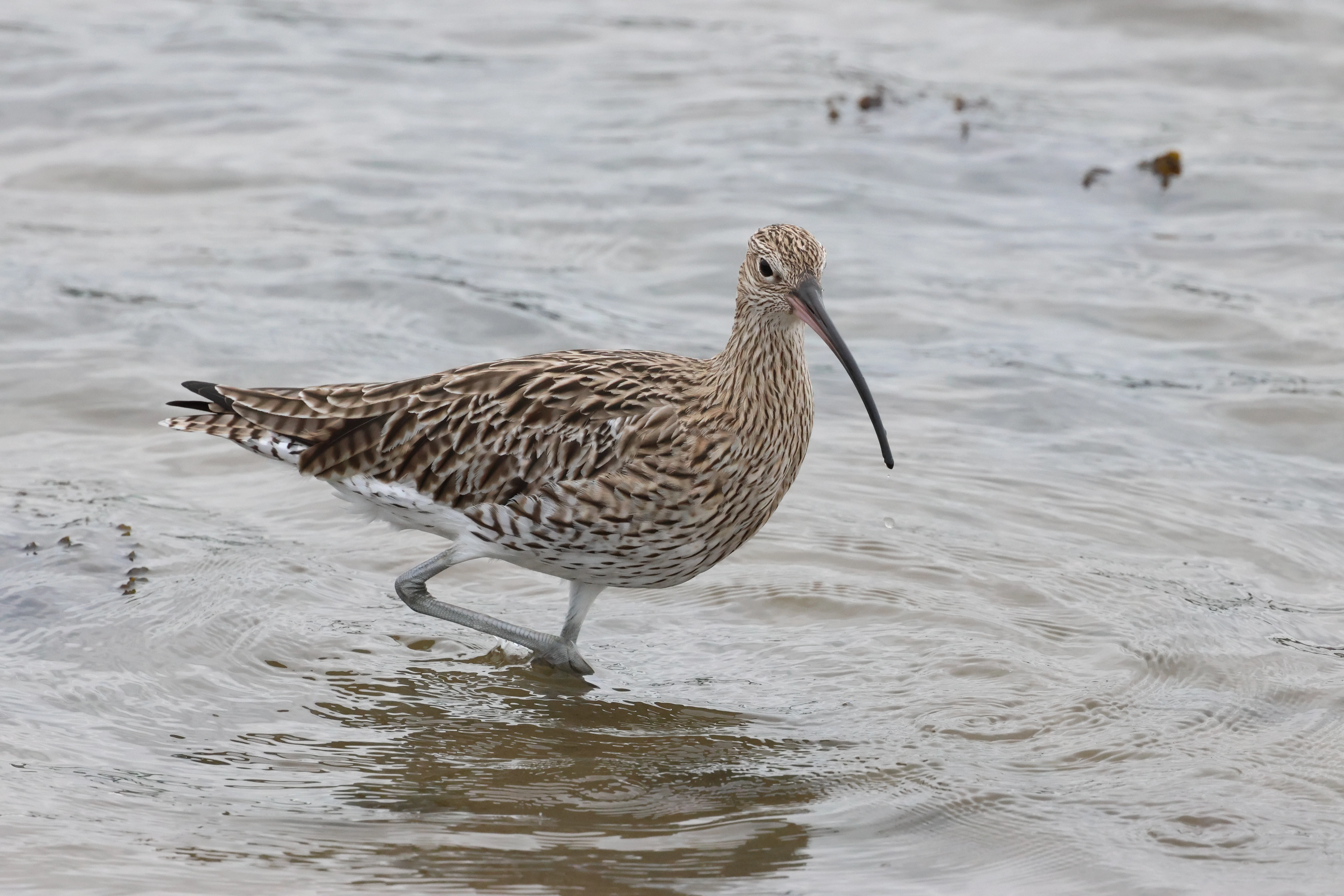 Curlew, Lymington, New Forest, UK — photo by Adam Prugel-Bennett