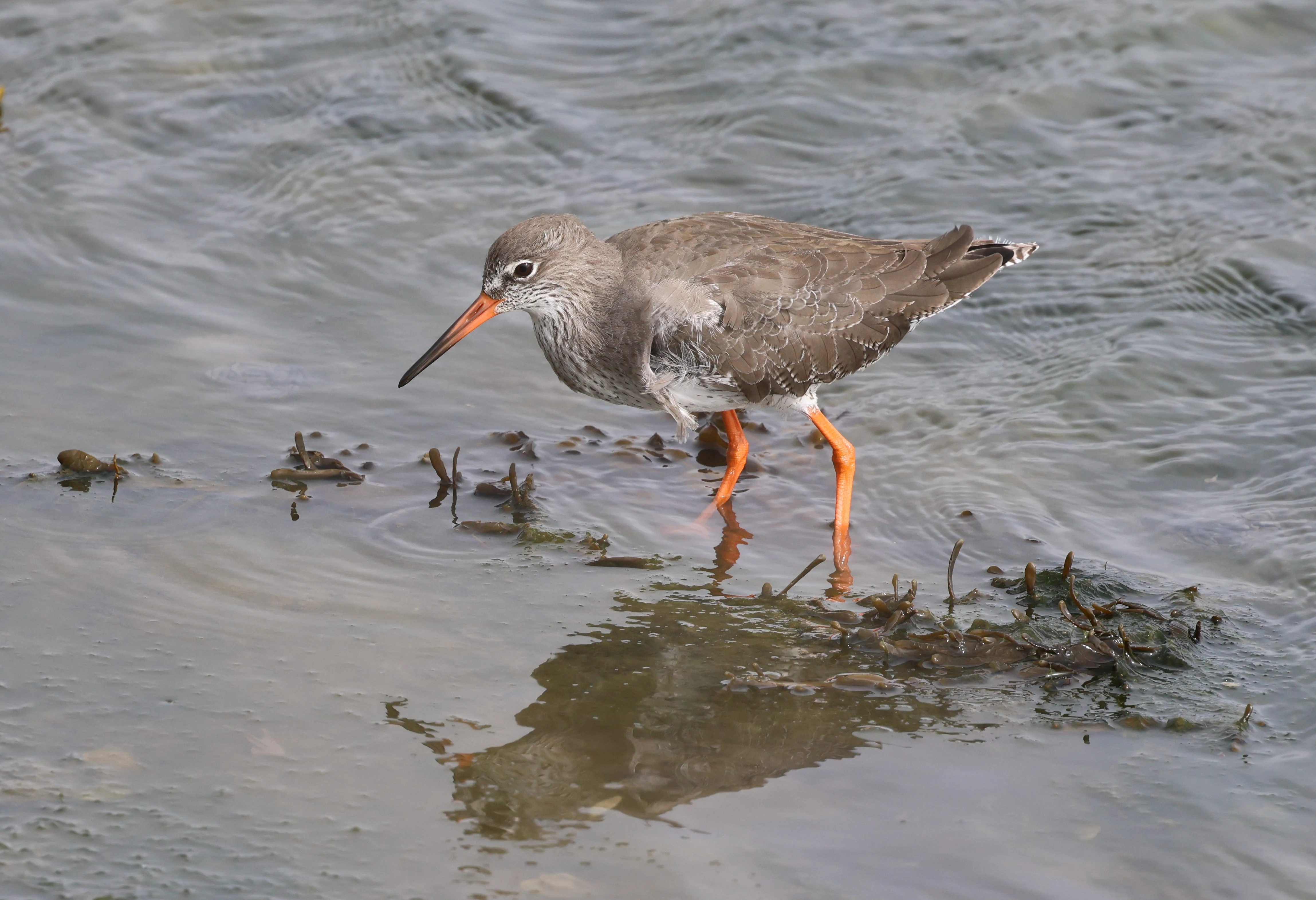 Common redshank, Lymington, New Forest, UK — photo by Adam Prugel-Bennett