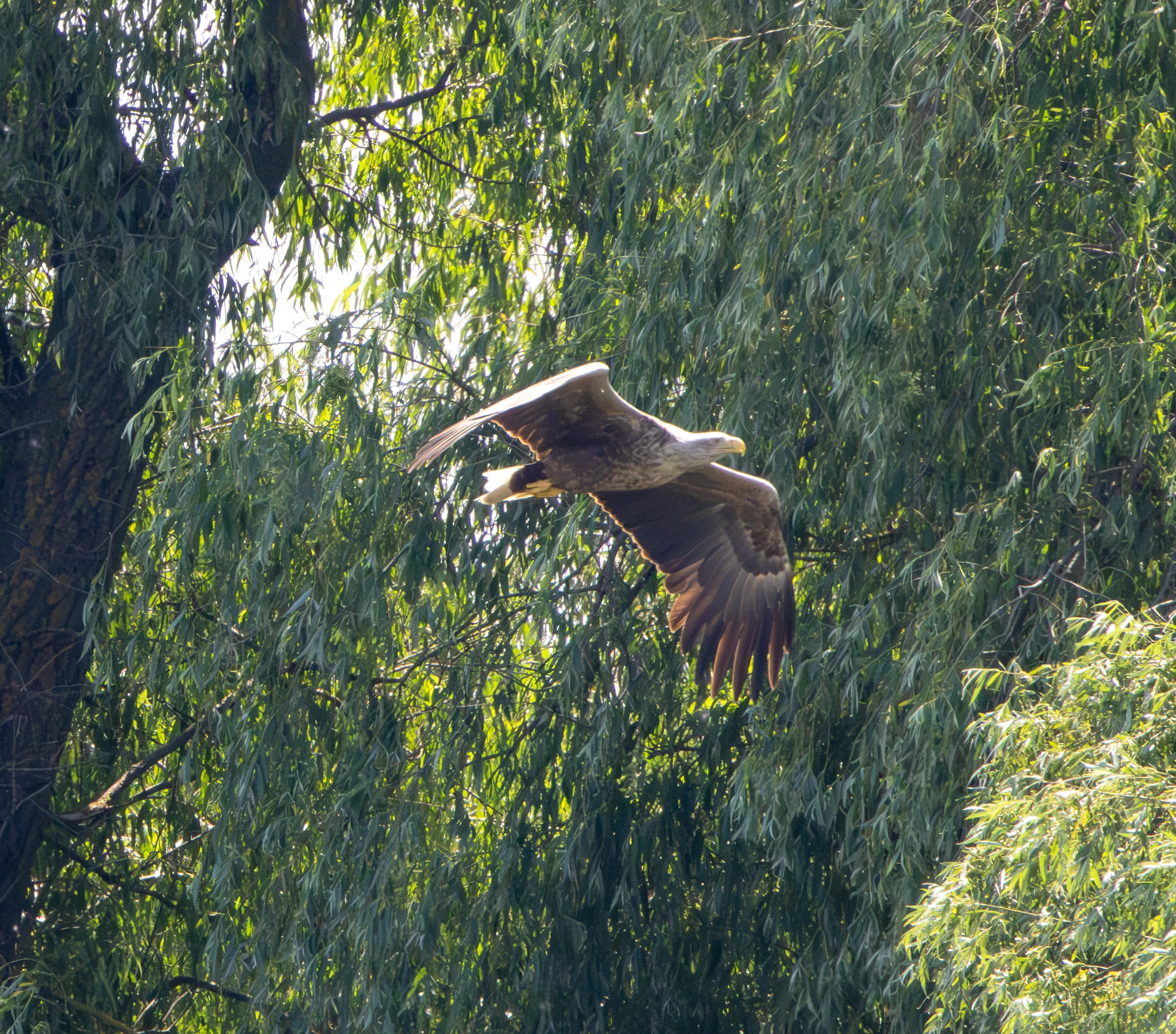 White-tailed Eagle in flight, Danube Delta, Romania — photo by Adam Prugel-Bennett