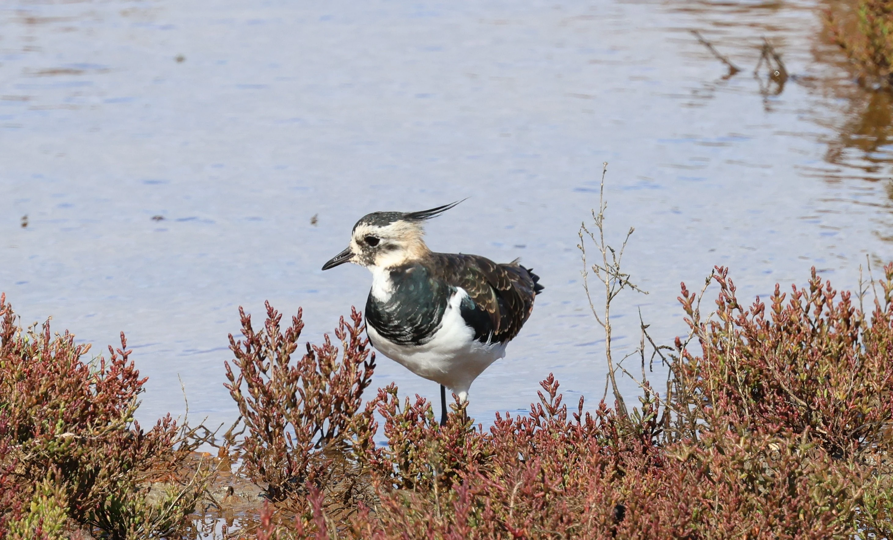 Lapwing, Lymington, New Forest, UK — photo by Adam Prugel-Bennett