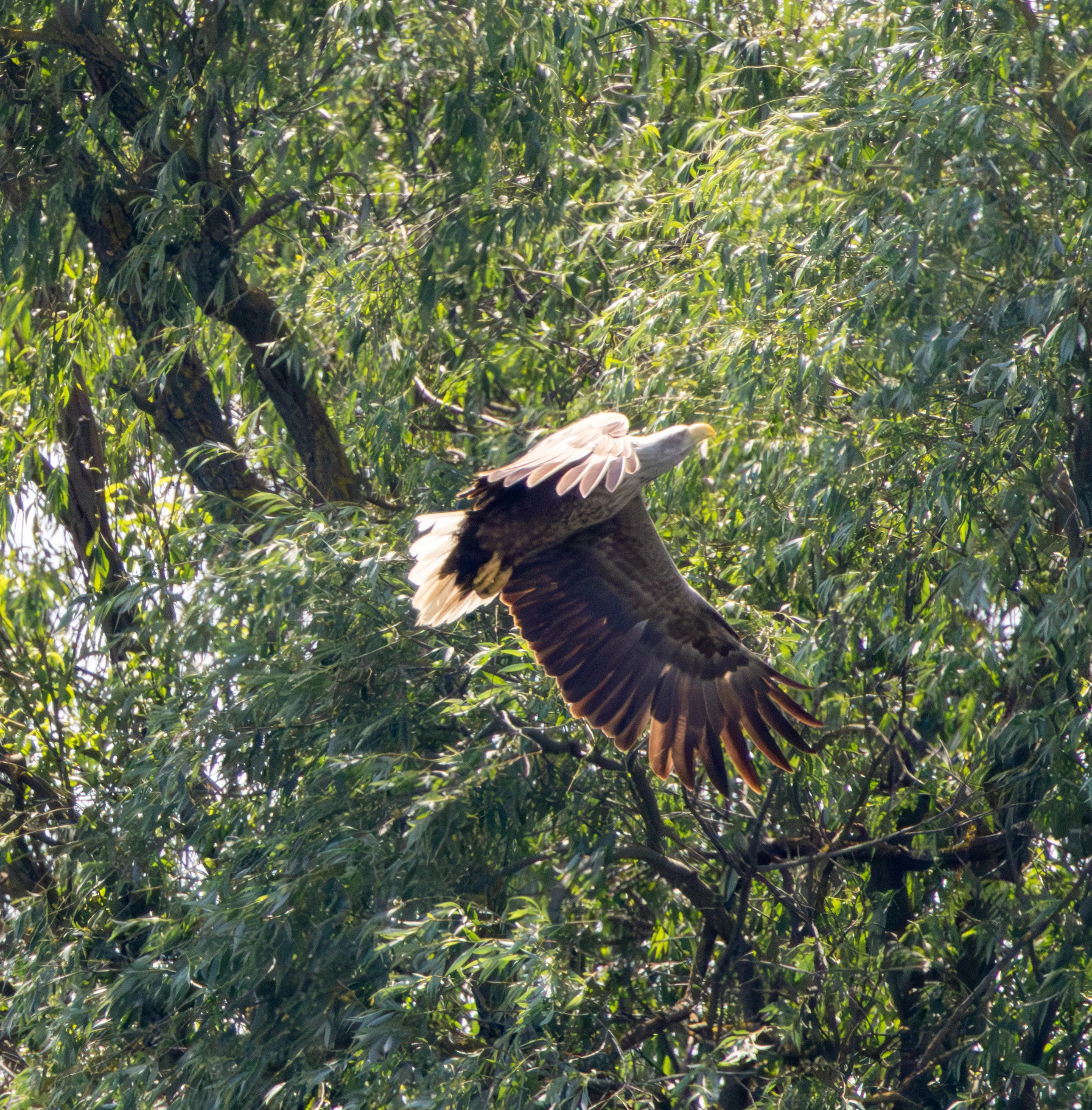 White-tailed Eagle in flight, Danube Delta, Romania — photo by Adam Prugel-Bennett