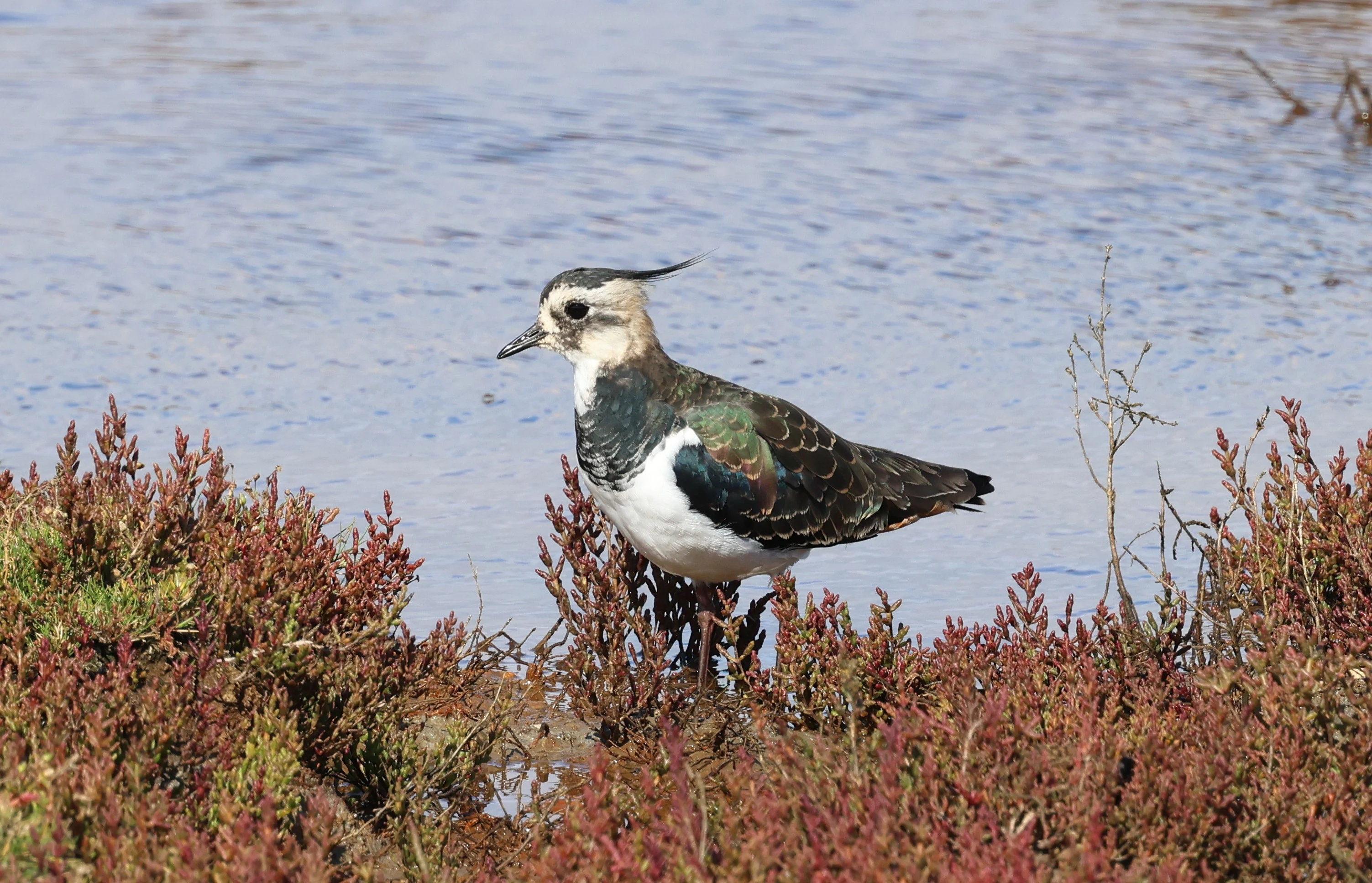 Lapwing, Lymington, New Forest, UK — photo by Adam Prugel-Bennett