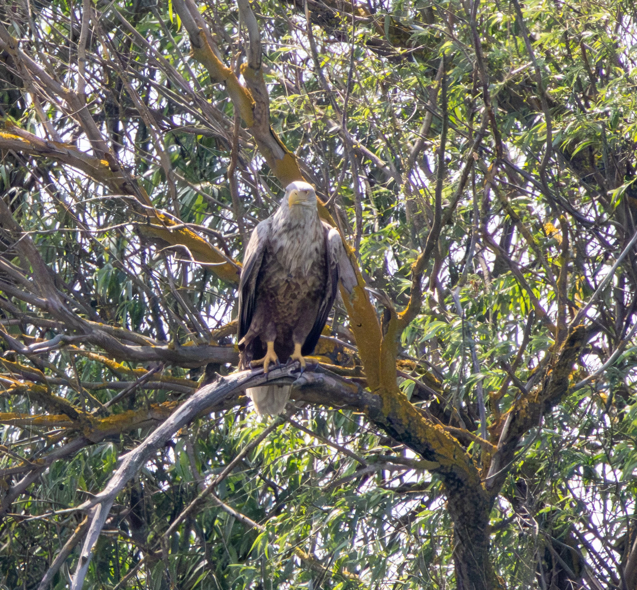 White-tailed Eagle, Danube Delta, Romania — photo by Adam Prugel-Bennett