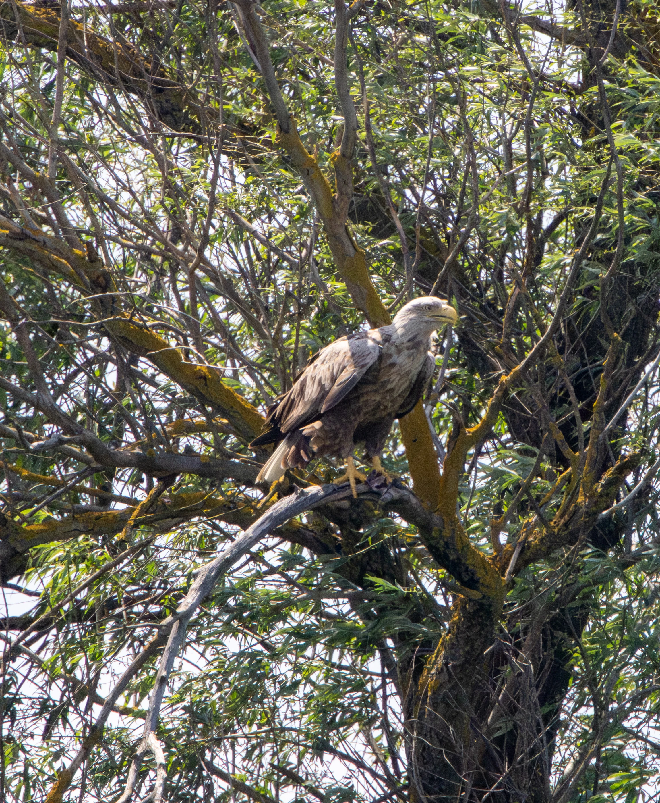 White-tailed Eagle, Danube Delta, Romania — photo by Adam Prugel-Bennett