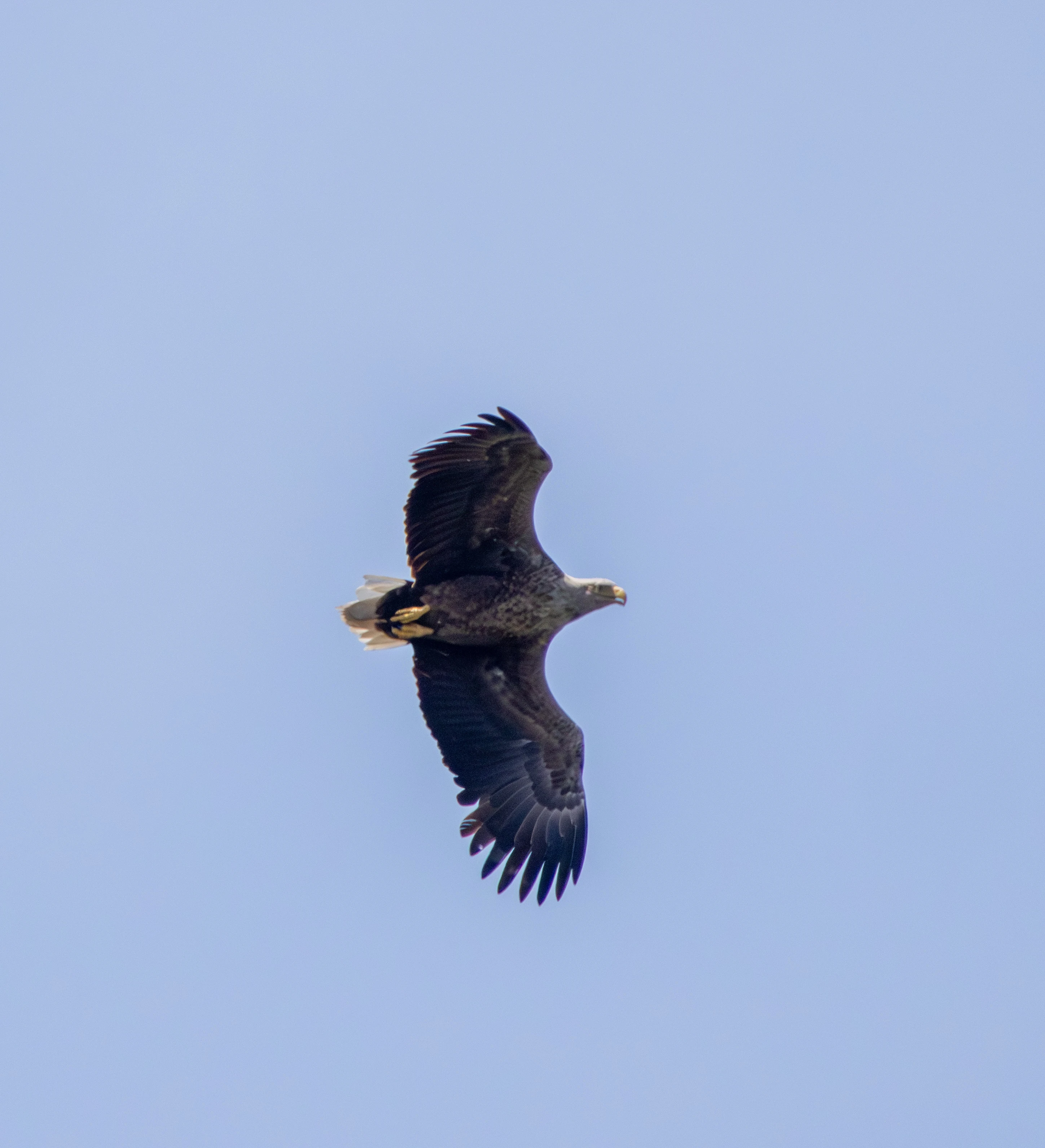 White-tailed Eagle, Danube Delta, Romania — photo by Adam Prugel-Bennett