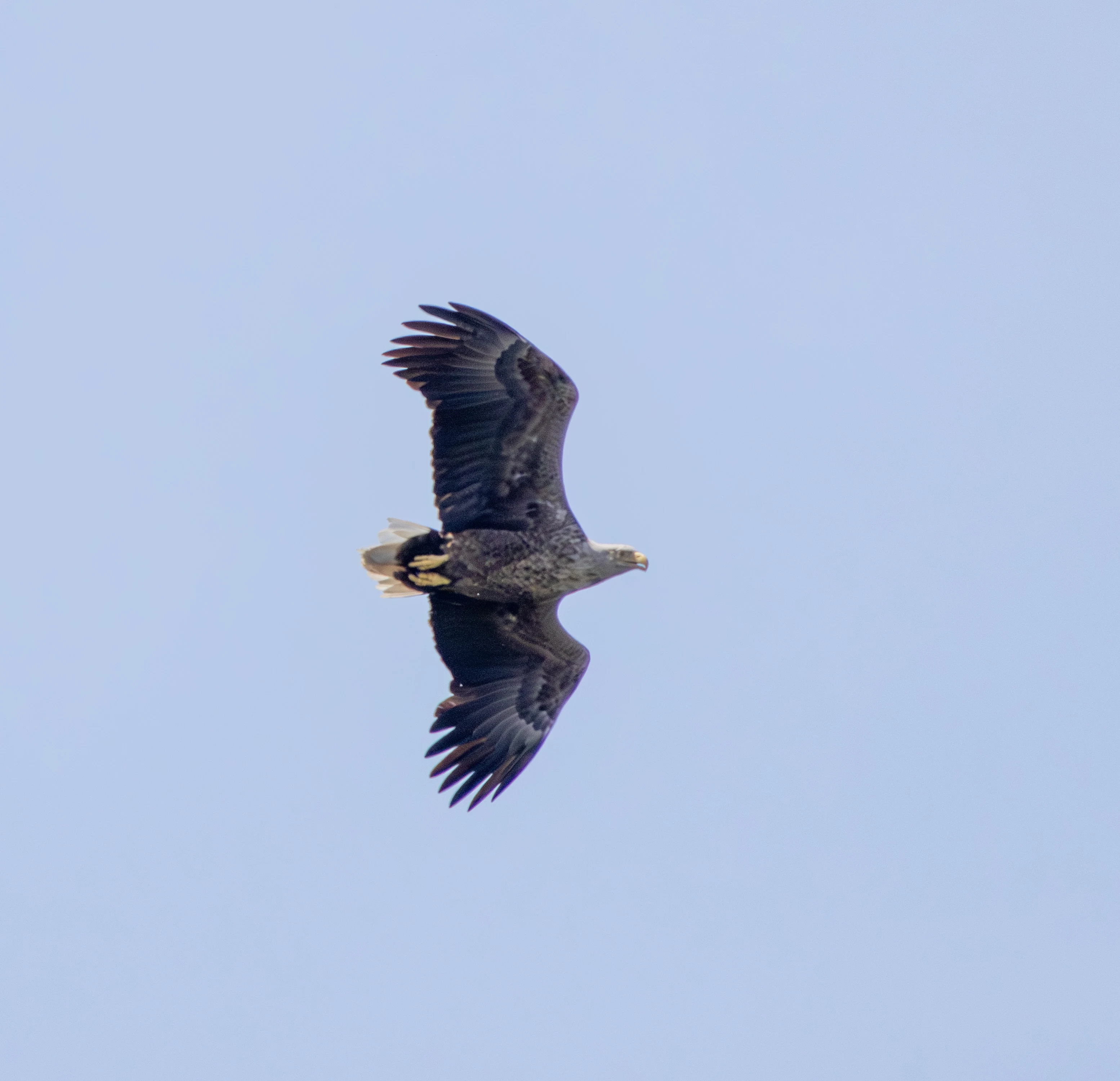 White-tailed Eagle in flight, Danube Delta, Romania — photo by Adam Prugel-Bennett