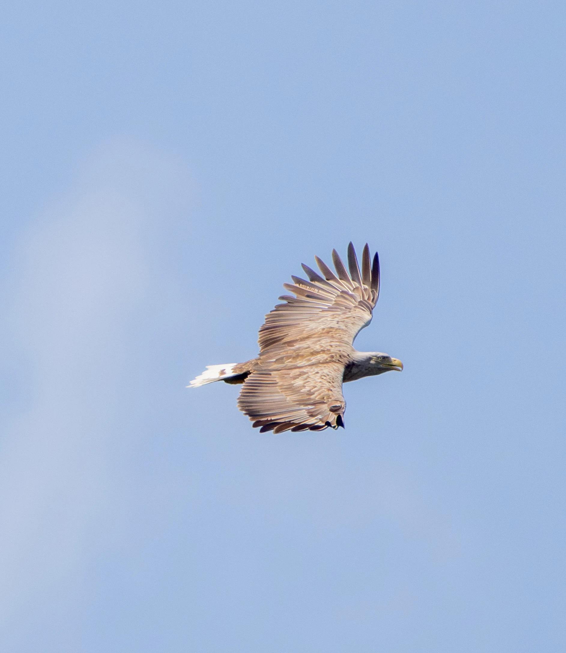 White-tailed Eagle, Danube Delta, Romania — photo by Adam Prugel-Bennett