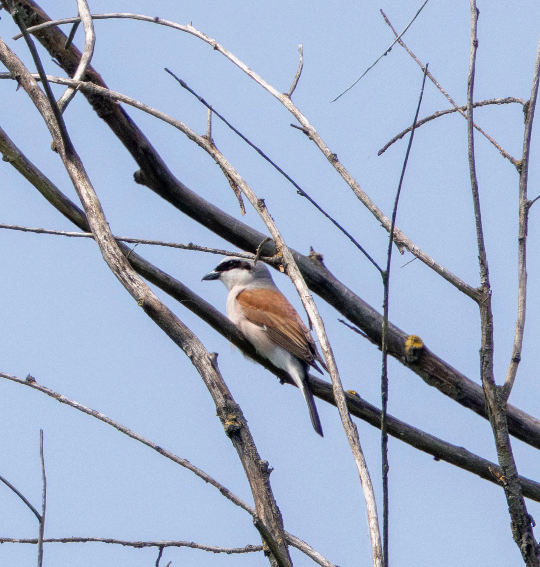 Red-backed Shrike, Danube Delta, Romania — photo by Adam Prugel-Bennett