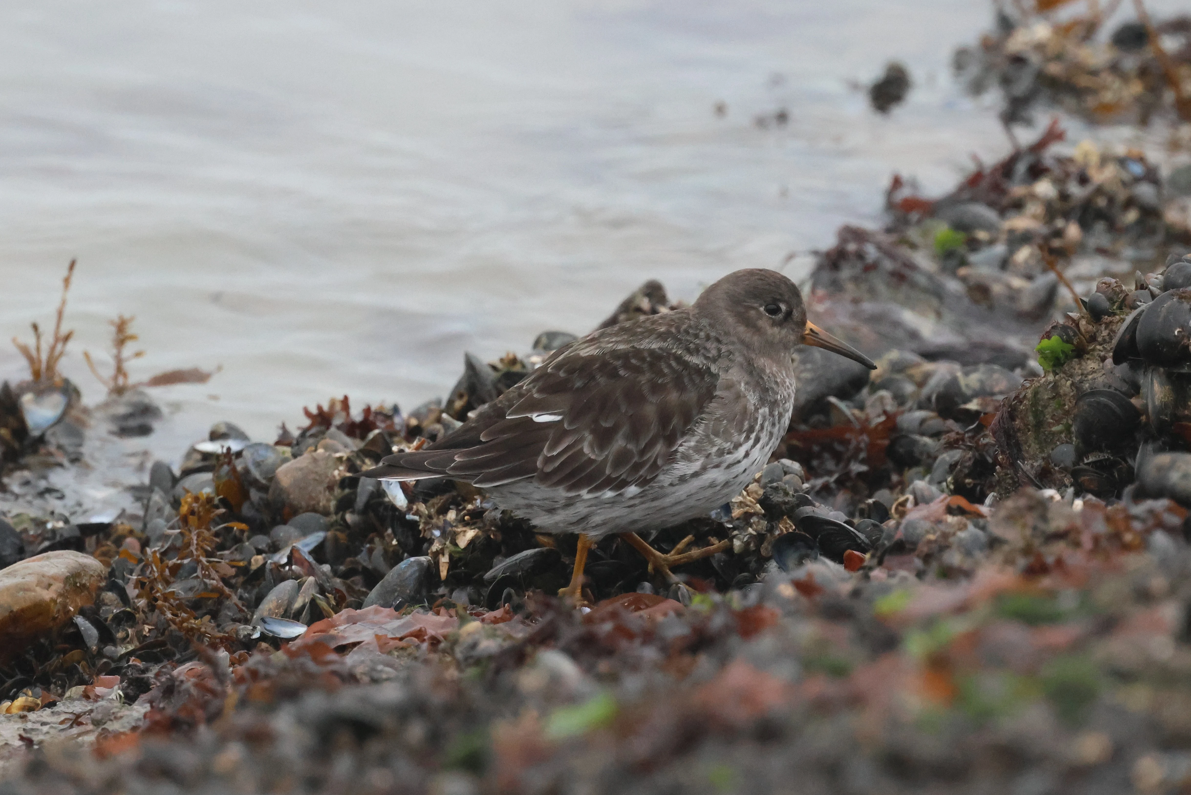 Purple Sandpiper, Zeeland, Netherlands — photo by Adam Prugel-Bennett