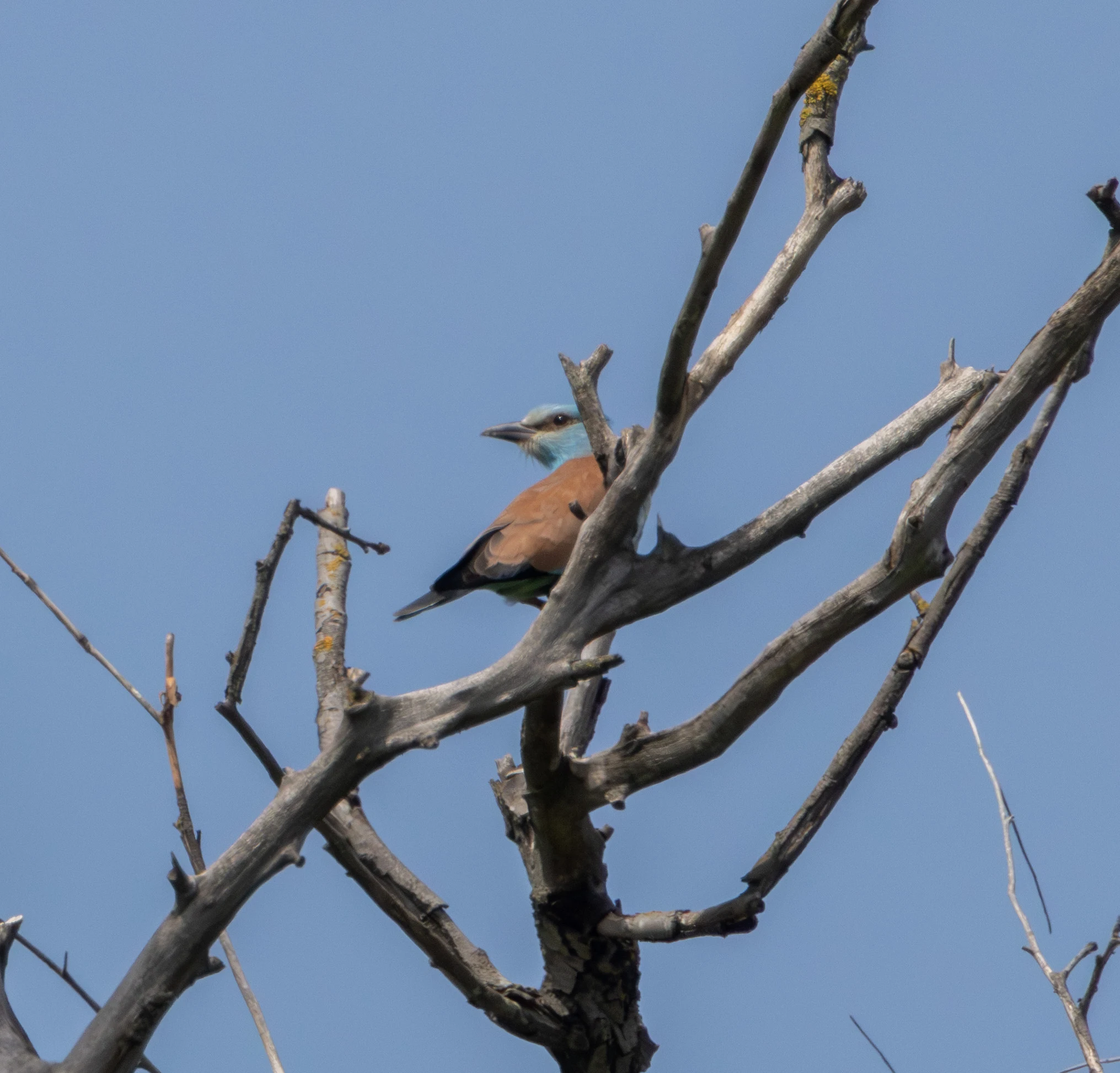 European Roller, Danube Delta, Romania — photo by Adam Prugel-Bennett