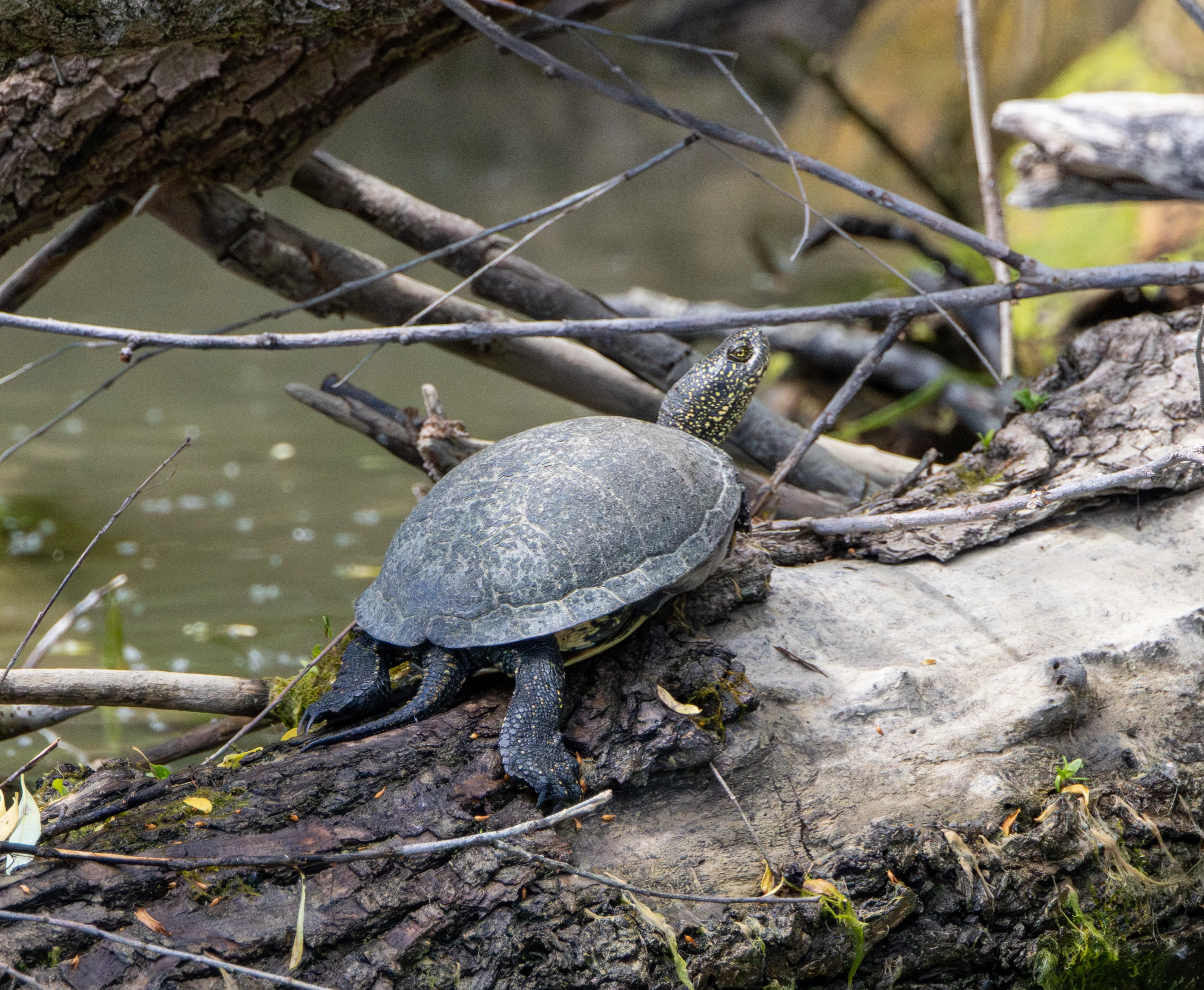 European Pond Turtle, Danube Delta, Romania — photo by Adam Prugel-Bennett