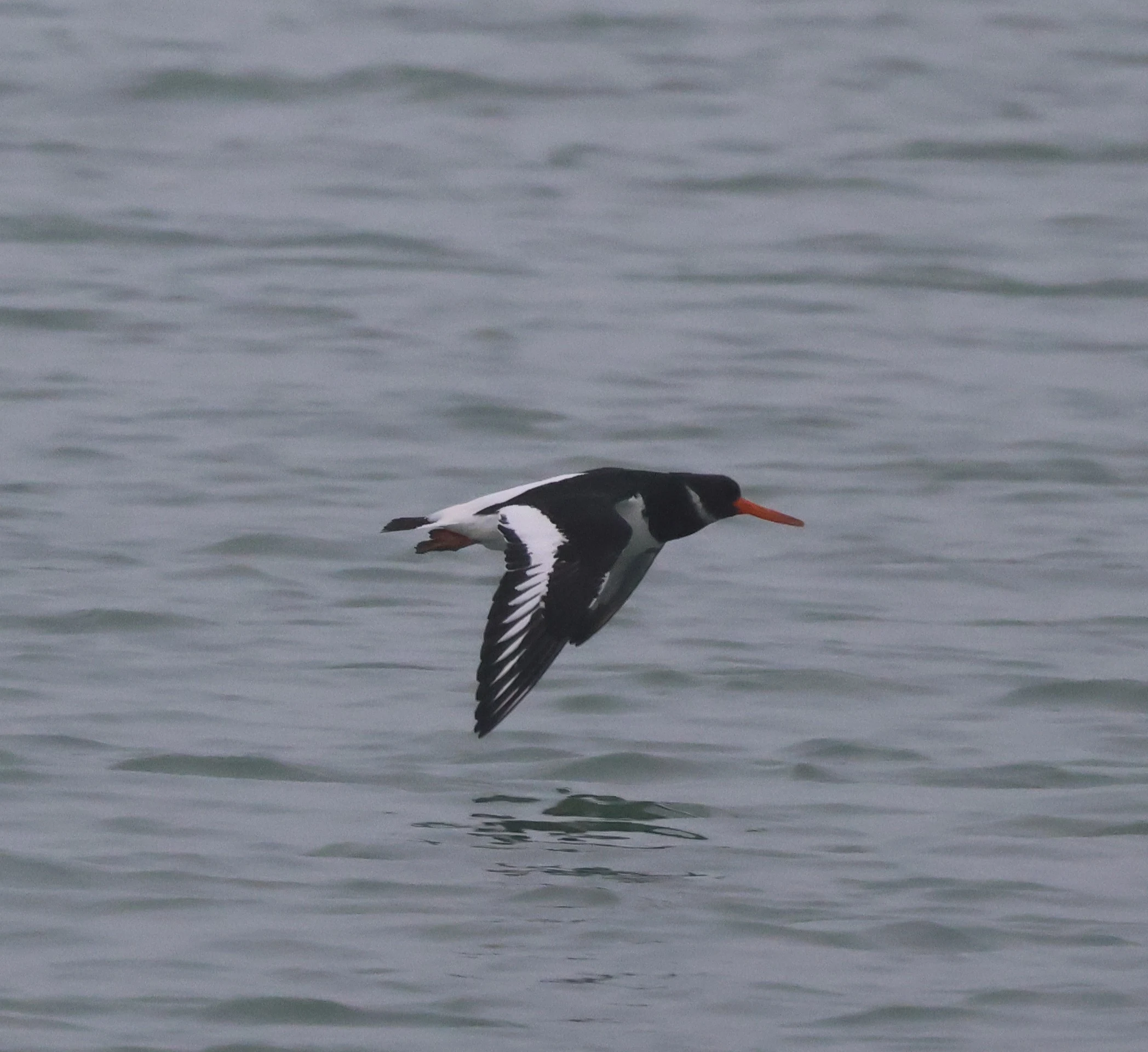 Oystercatcher, Zeeland, Netherlands — photo by Adam Prugel-Bennett