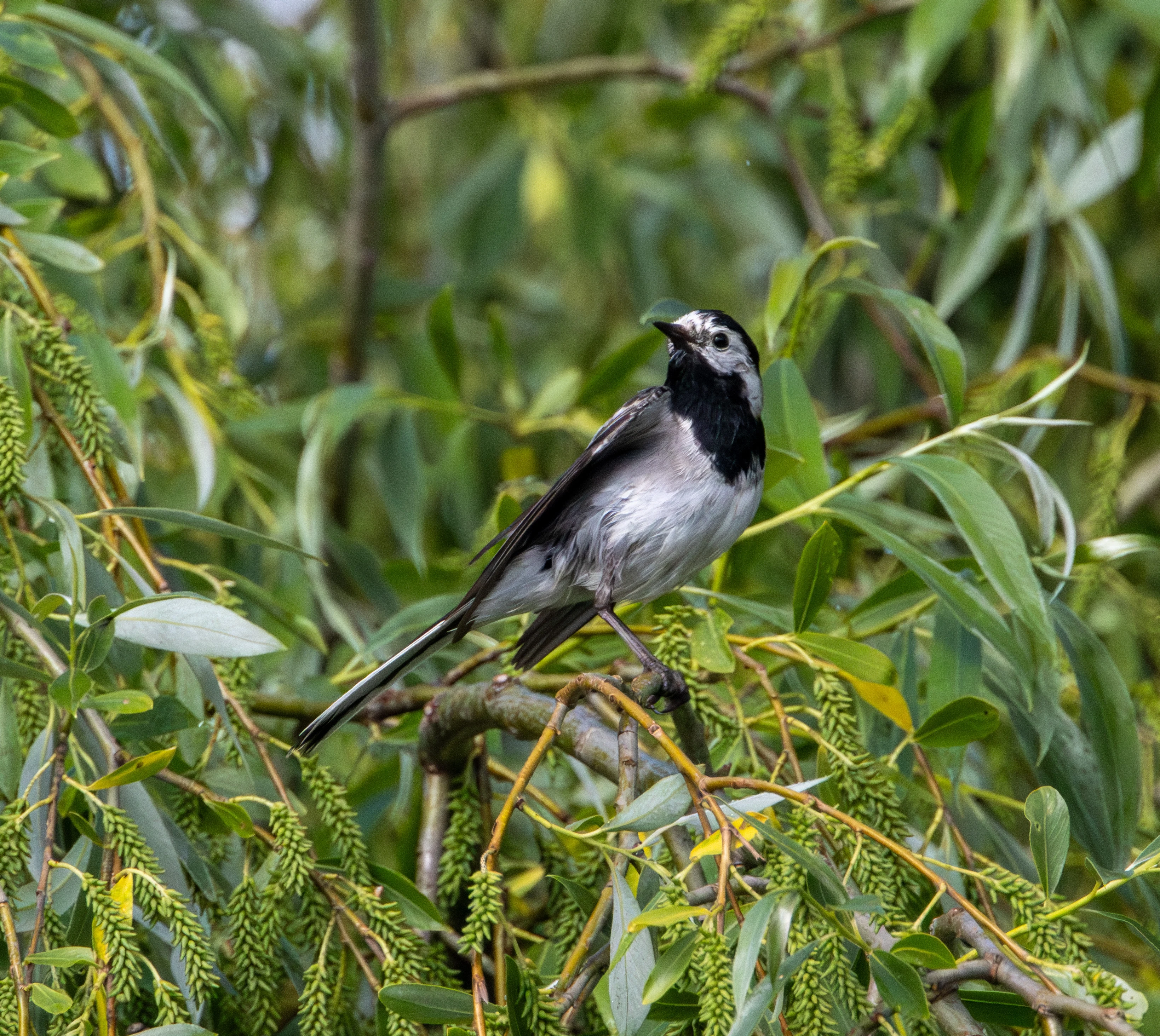 White Wagtail, Danube Delta, Romania — photo by Adam Prugel-Bennett