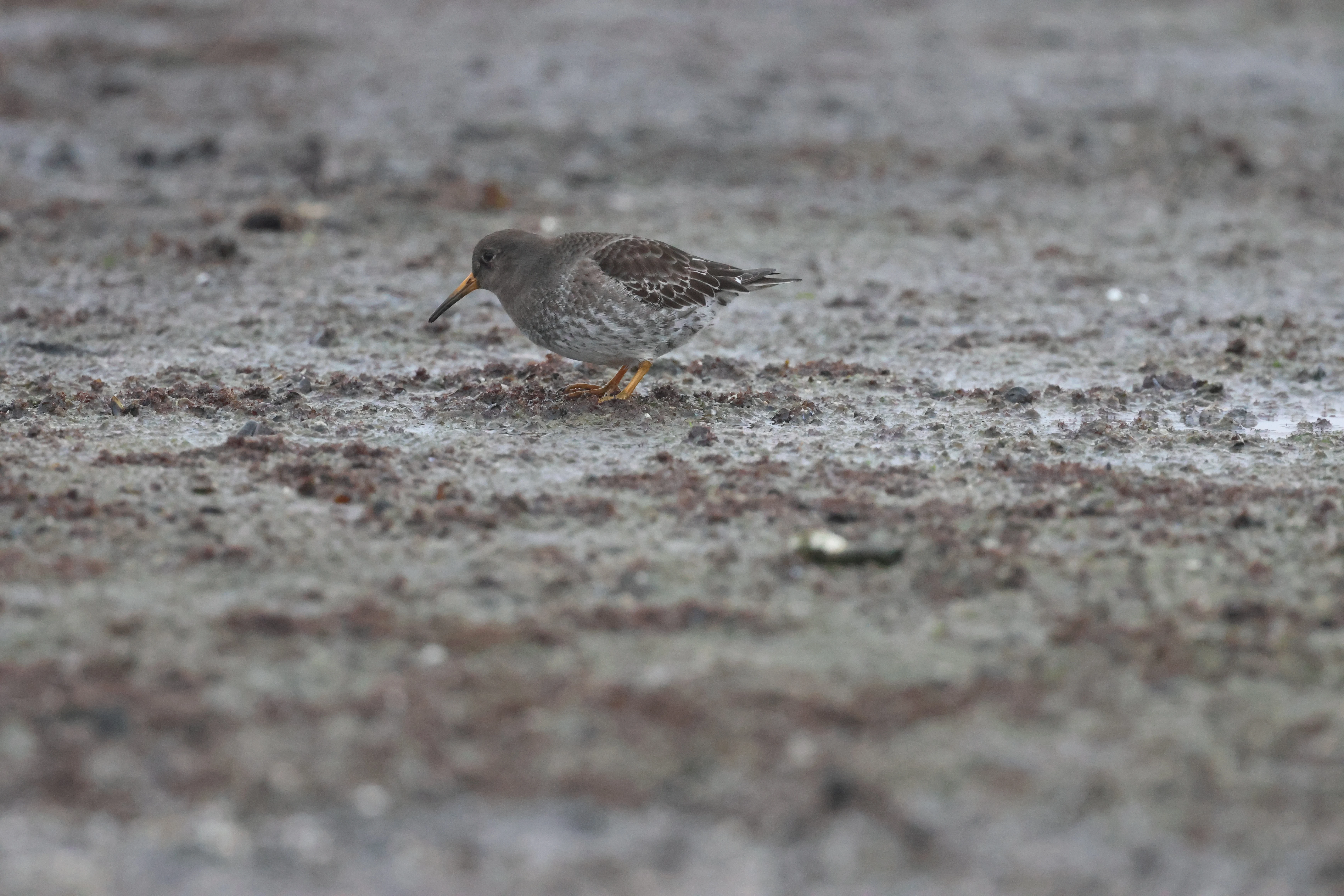 Purple Sandpiper, Zeeland, Netherlands — photo by Adam Prugel-Bennett