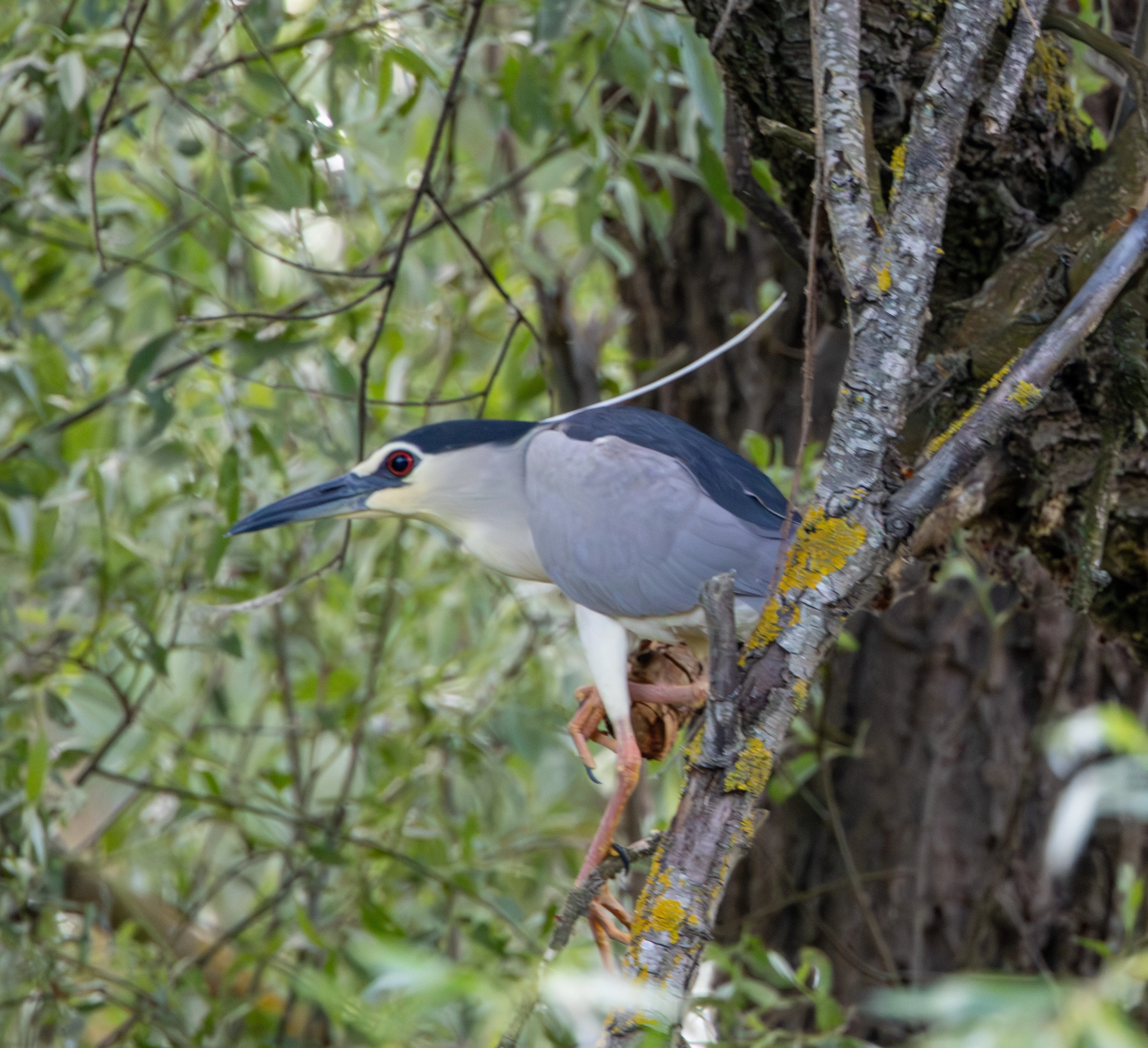 Black-crowned Night Heron, Danube Delta, Romania — photo by Adam Prugel-Bennett