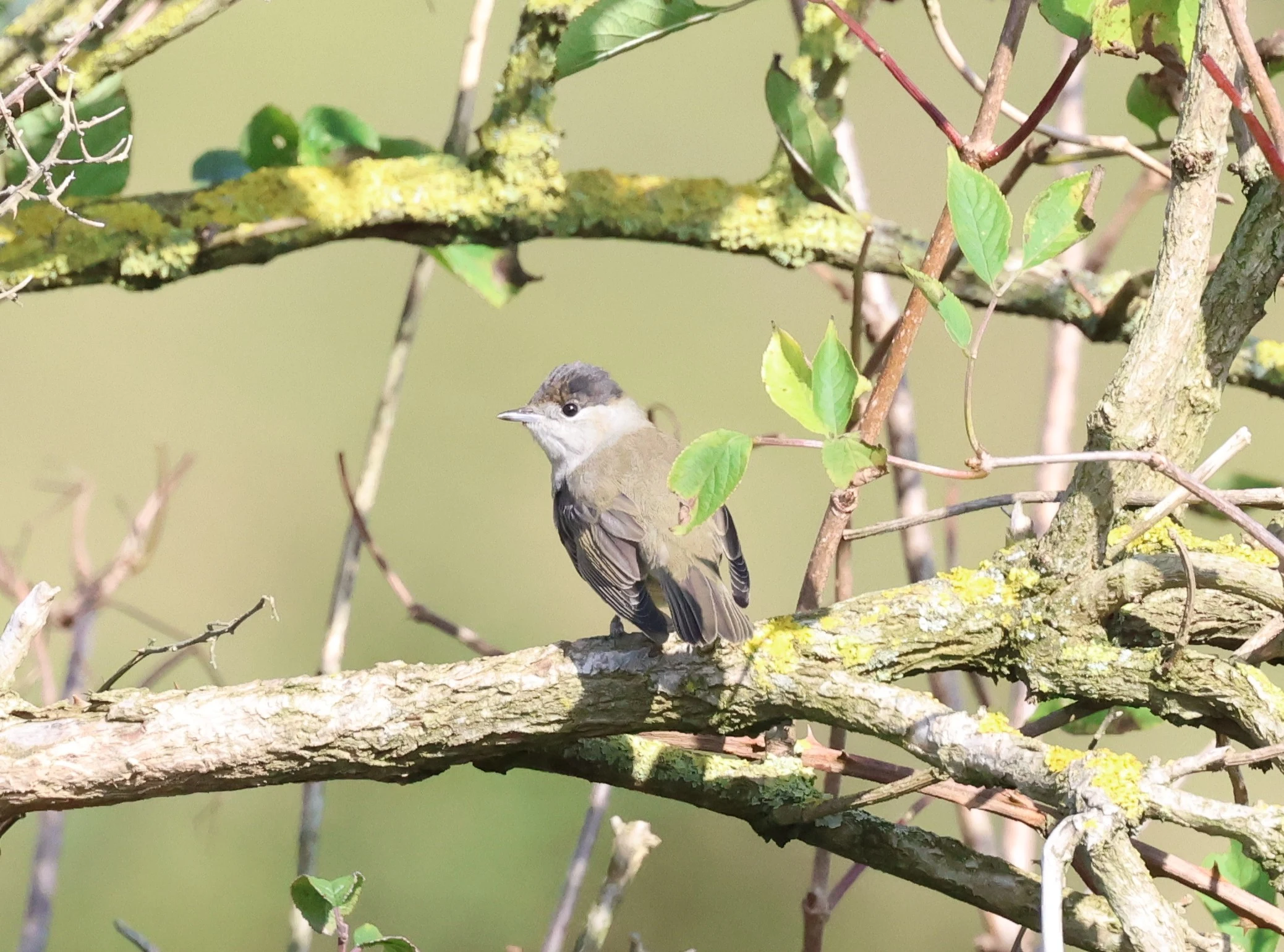 Blackcap, Labrador Bay, Devon, UK — photo by Adam Prugel-Bennett
