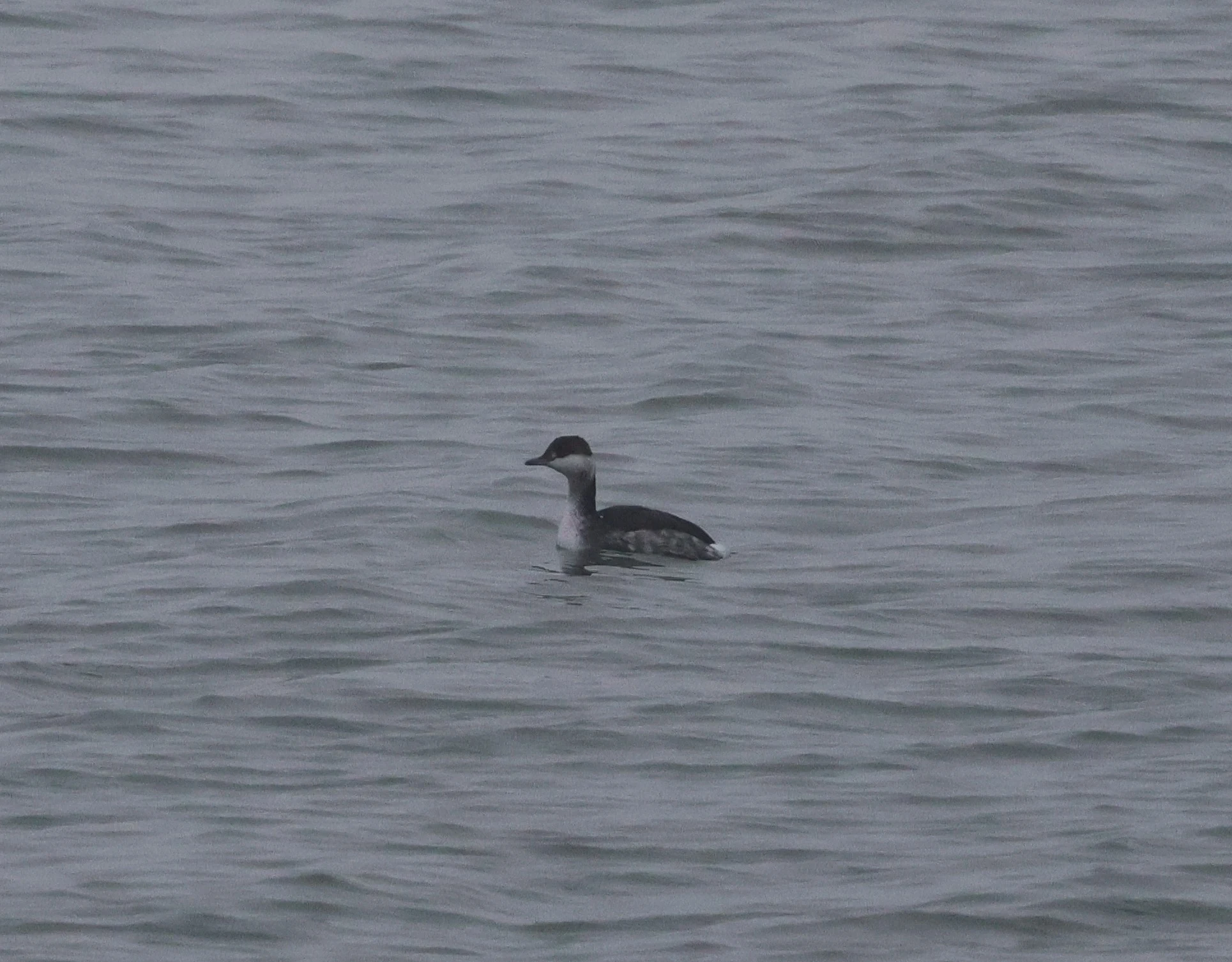 Slavonian Grebe, Zeeland, Netherlands — photo by Adam Prugel-Bennett