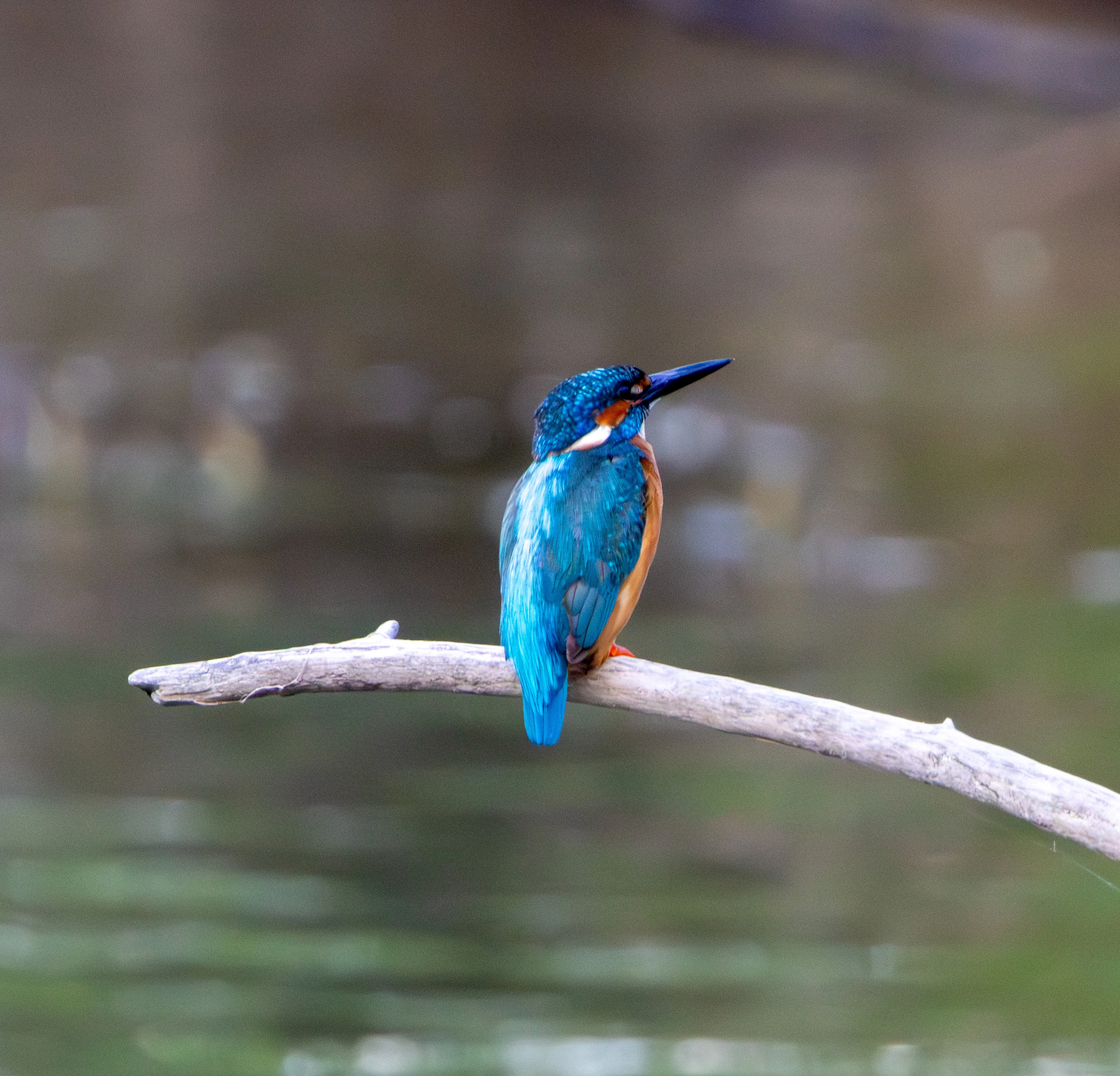 Common Kingfisher, Danube Delta, Romania — photo by Adam Prugel-Bennett