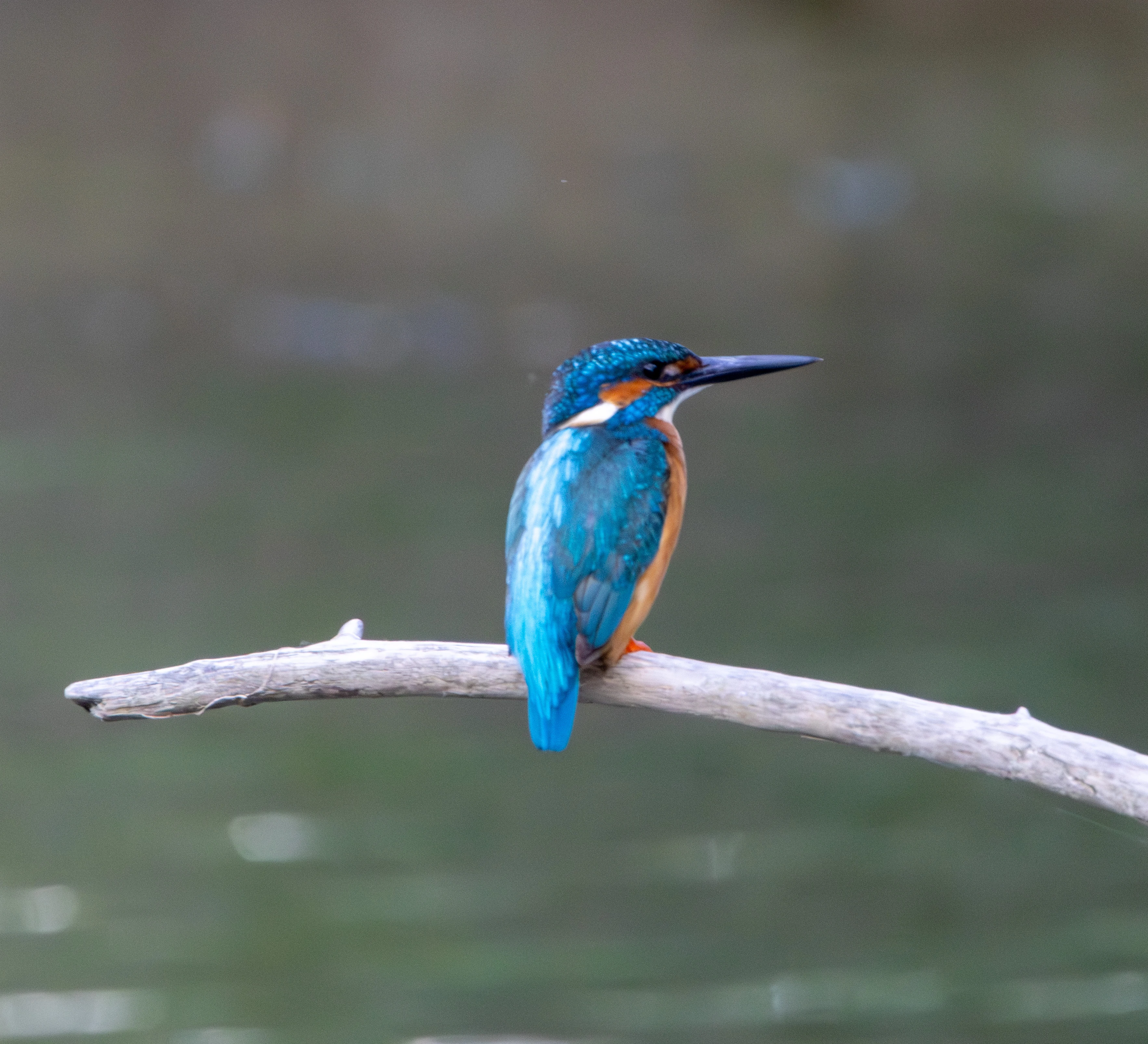 Common Kingfisher, Danube Delta, Romania — photo by Adam Prugel-Bennett