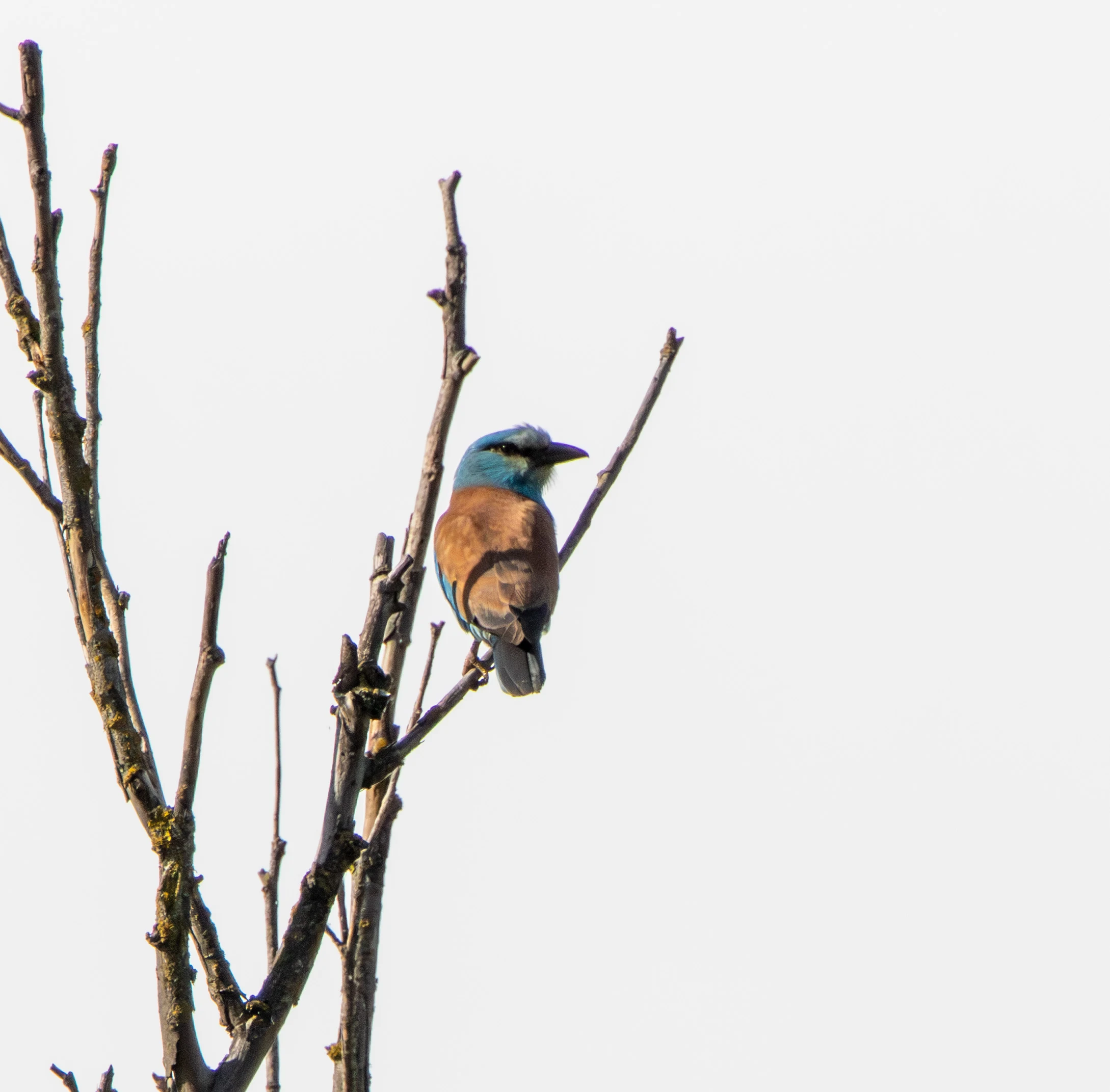 European Roller, Danube Delta, Romania — photo by Adam Prugel-Bennett