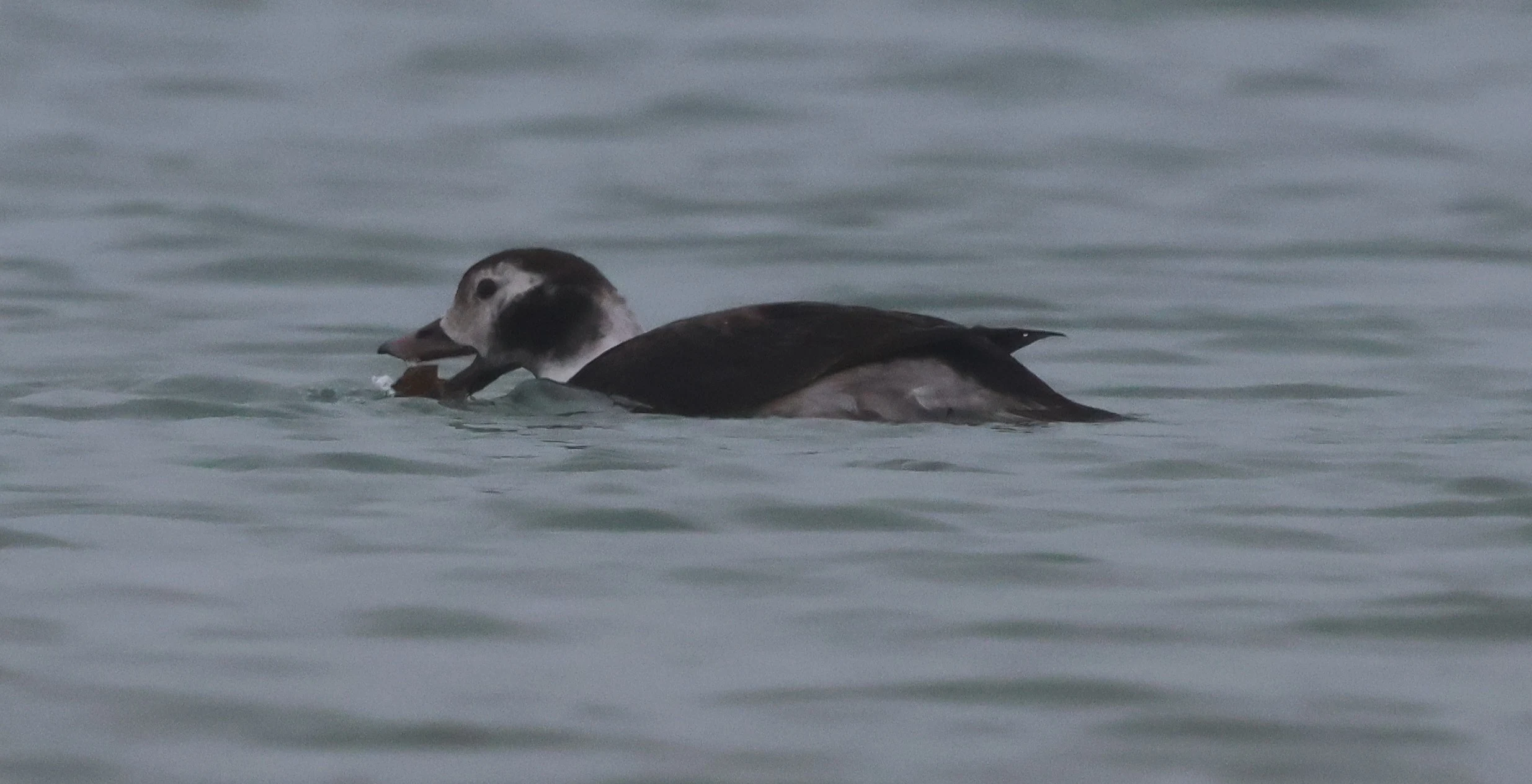 Female long-tailed duck, Zeeland, Netherlands — photo by Adam Prugel-Bennett
