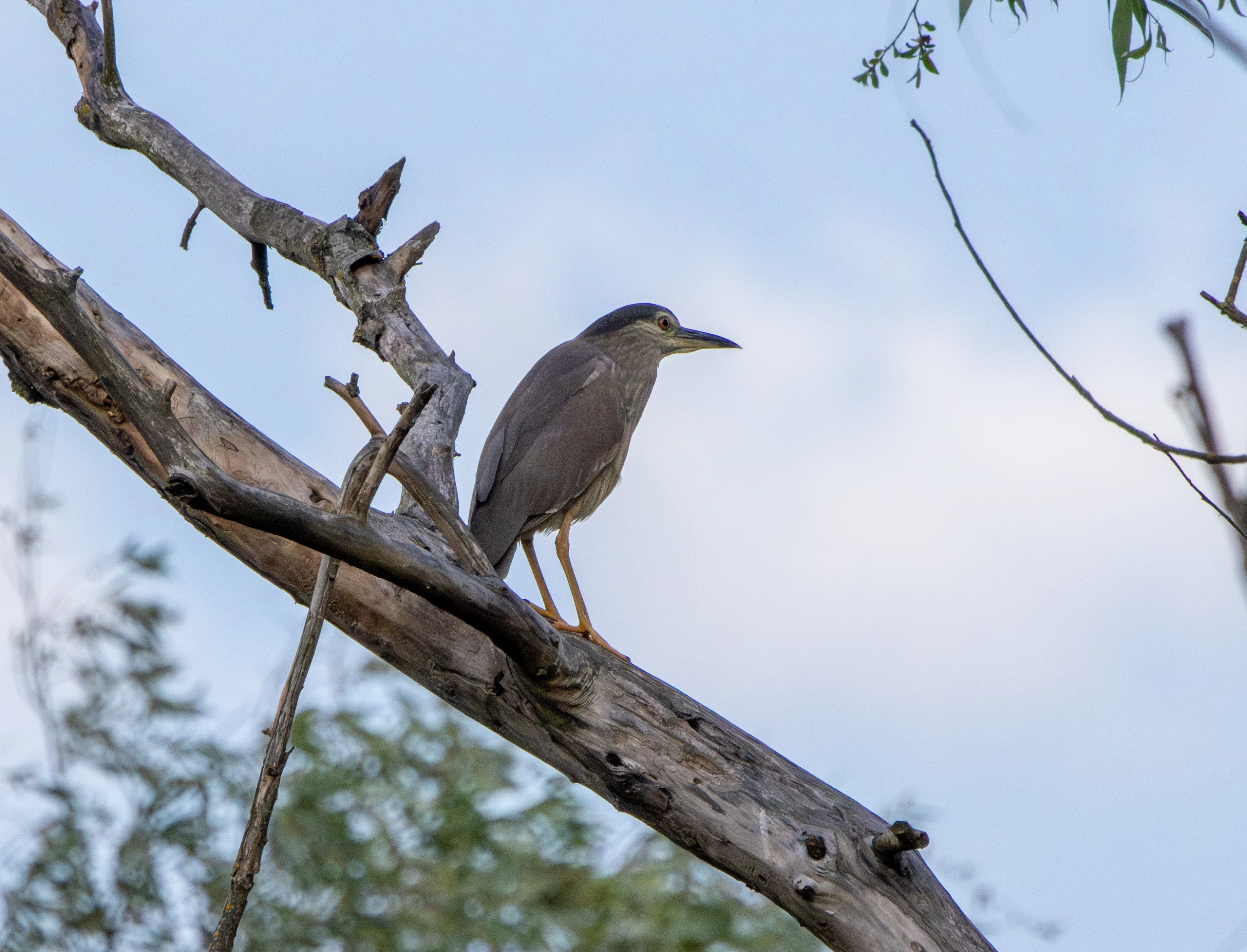 Black-crowned Night Heron, Danube Delta, Romania — photo by Adam Prugel-Bennett