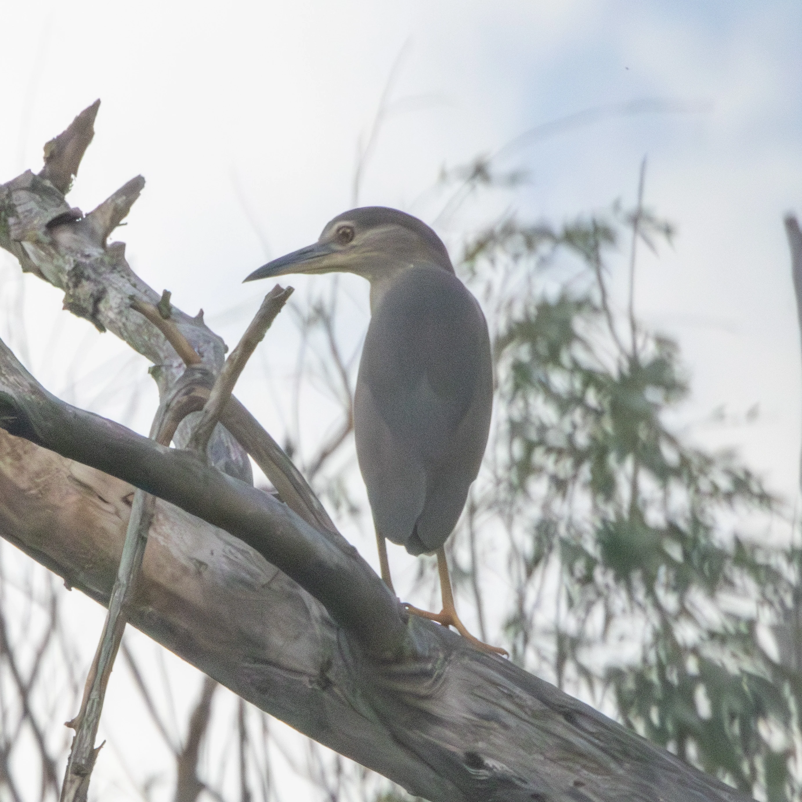 Black-crowned Night Heron, Danube Delta, Romania — photo by Adam Prugel-Bennett