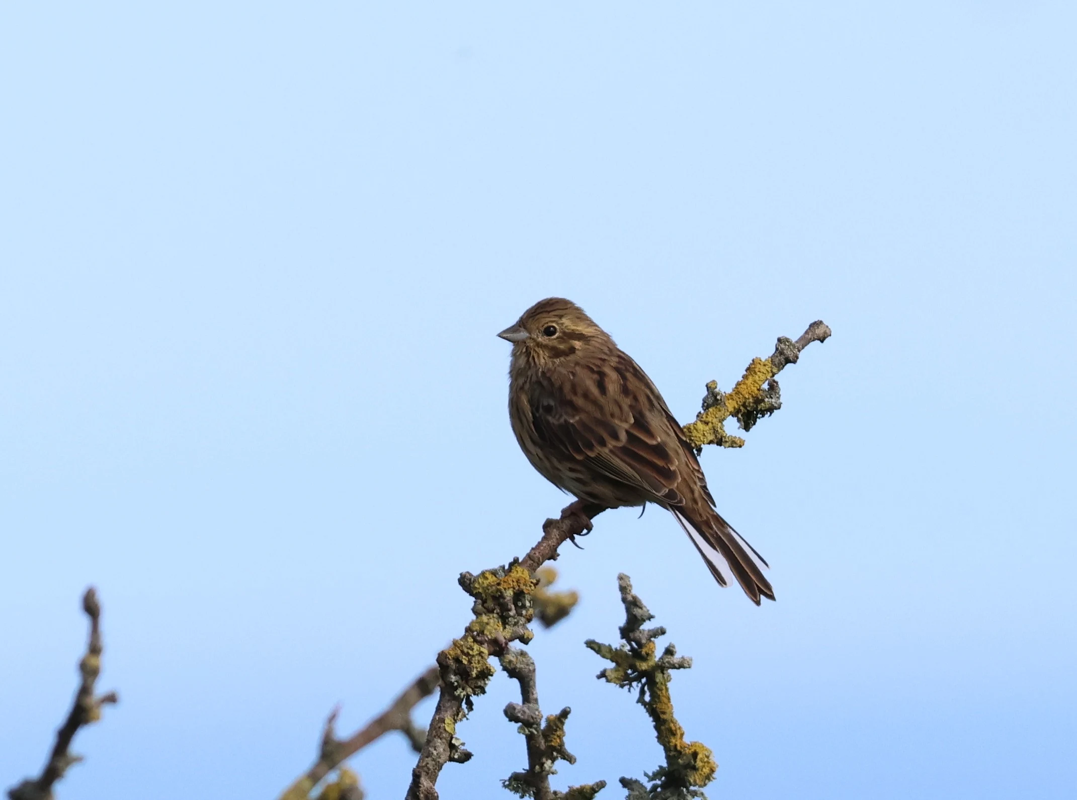 Cirl Bunting, Labrador Bay, Devon, UK — photo by Adam Prugel-Bennett