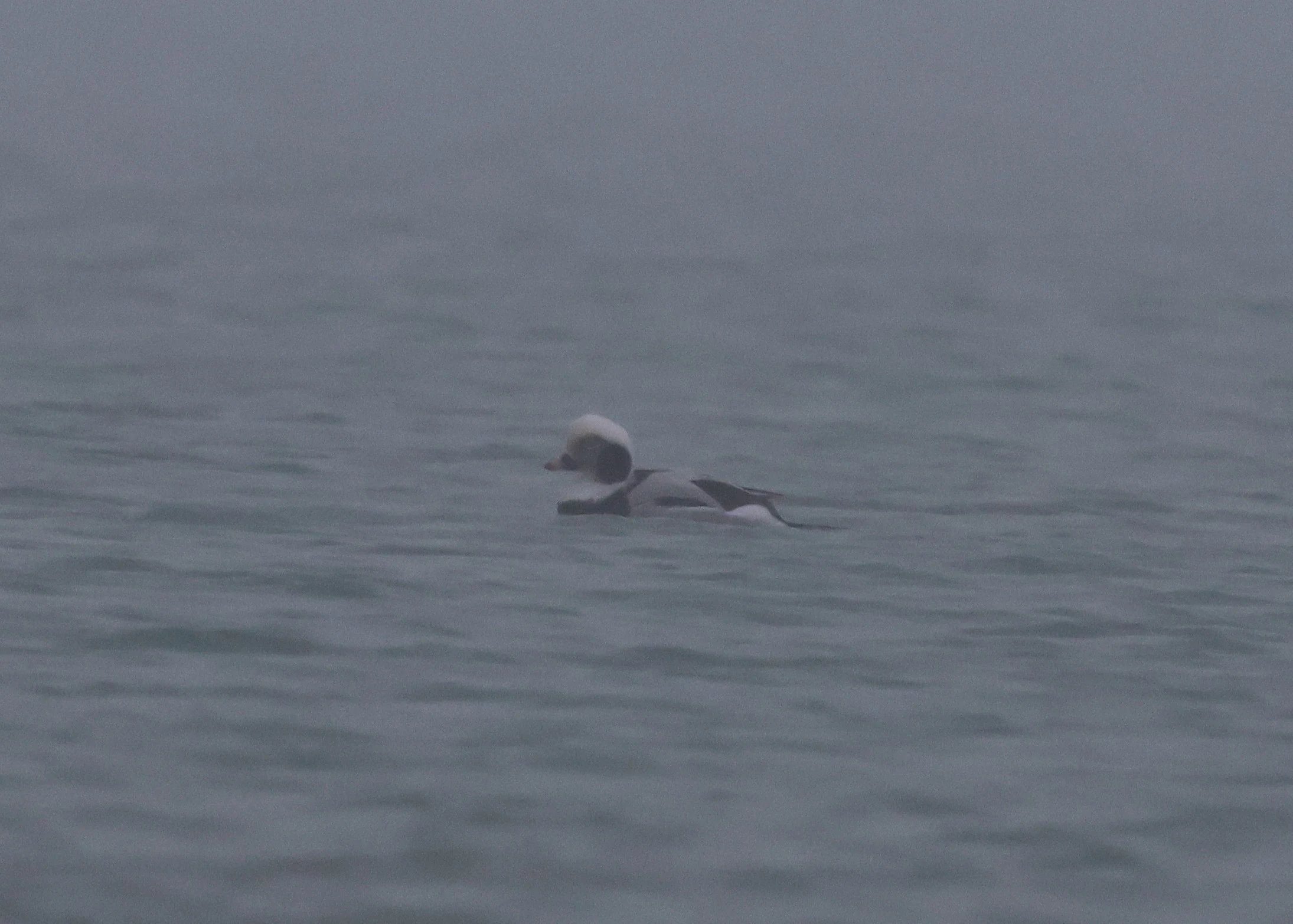 Male long-tailed duck, Zeeland, Netherlands — photo by Adam Prugel-Bennett