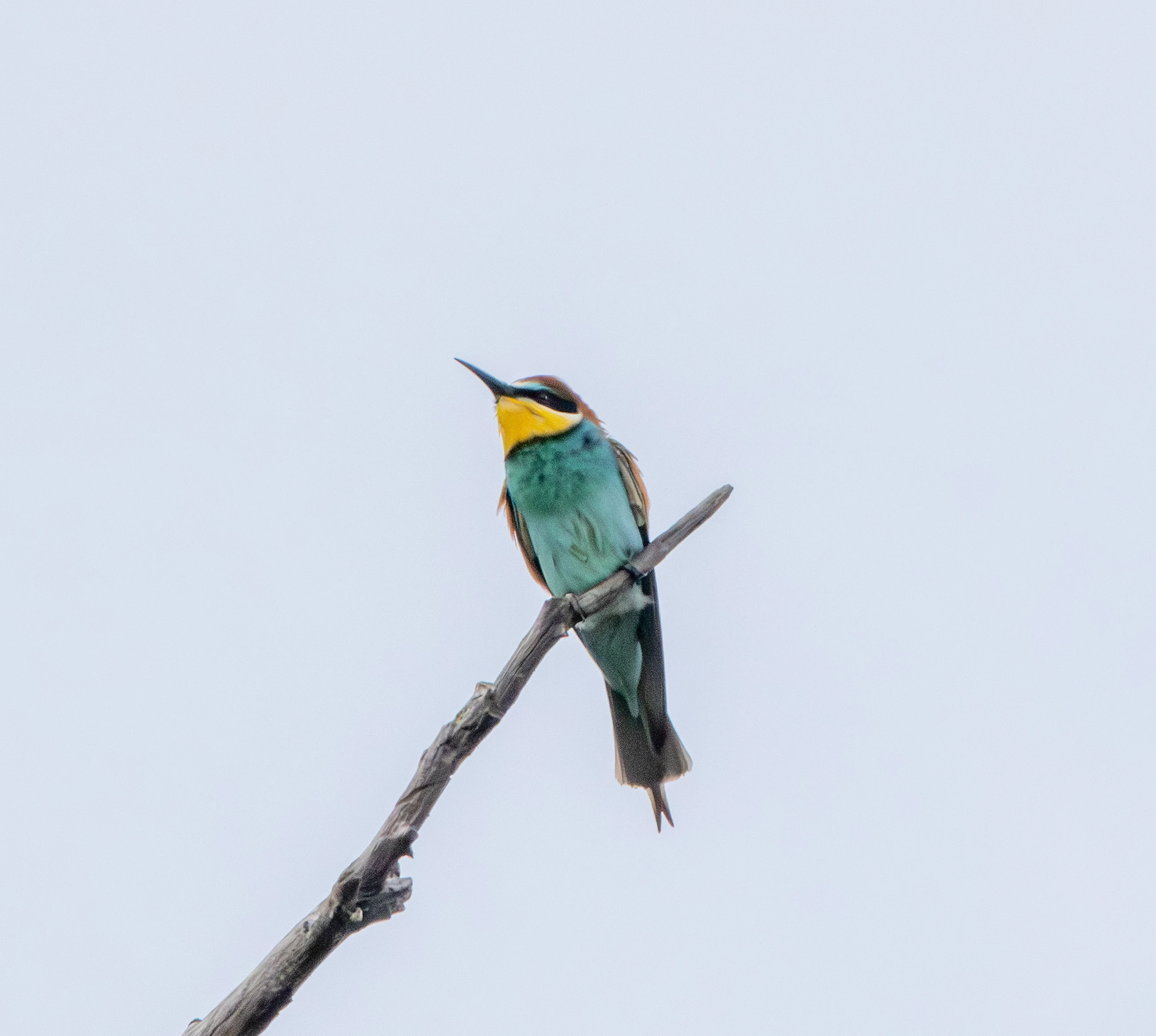 European Bee-eater, Danube Delta, Romania — photo by Adam Prugel-Bennett