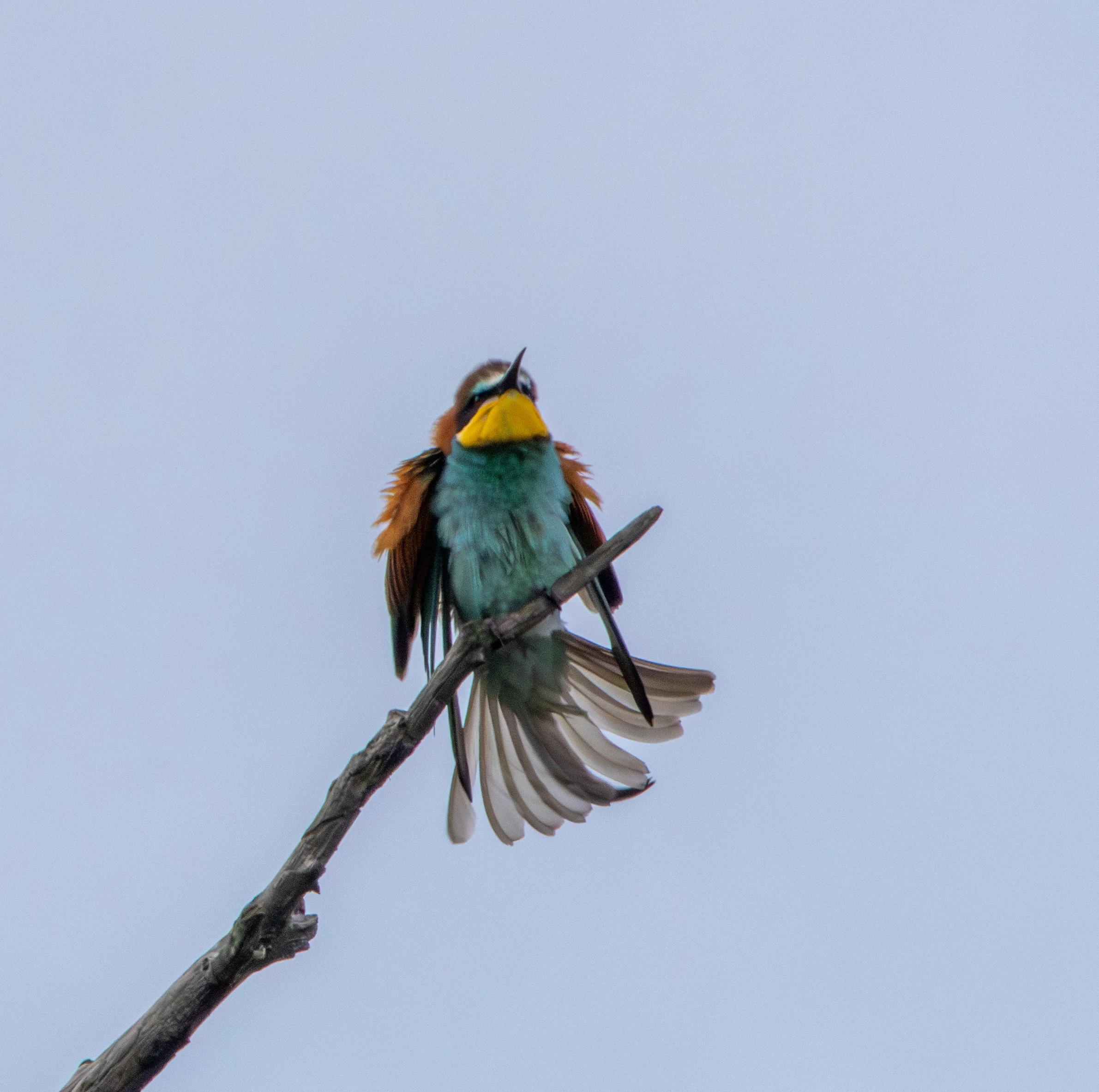 European Bee-eater, Danube Delta, Romania — photo by Adam Prugel-Bennett