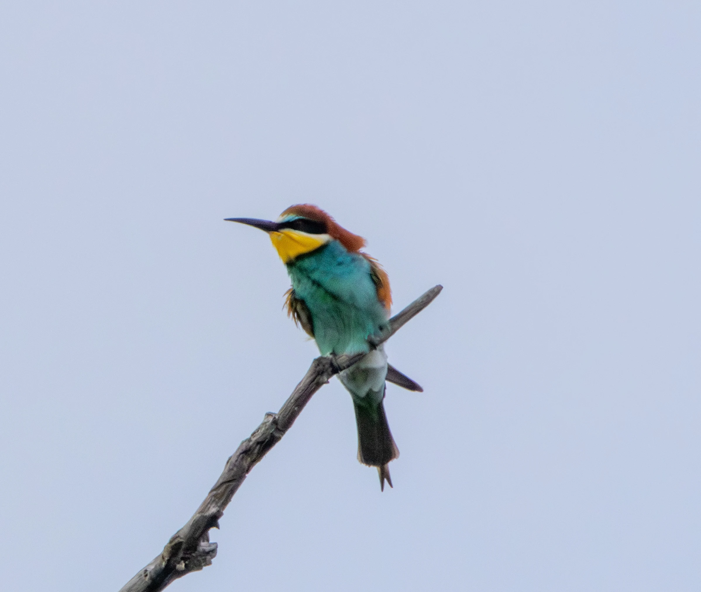 European Bee-eater, Danube Delta, Romania — photo by Adam Prugel-Bennett