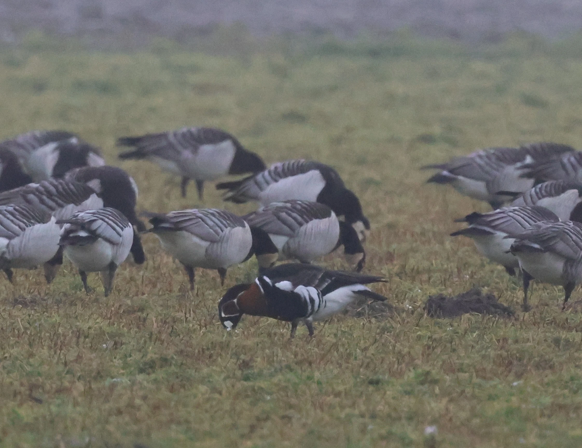 Red-breasted goose, Zeeland, Netherlands — photo by Adam Prugel-Bennett