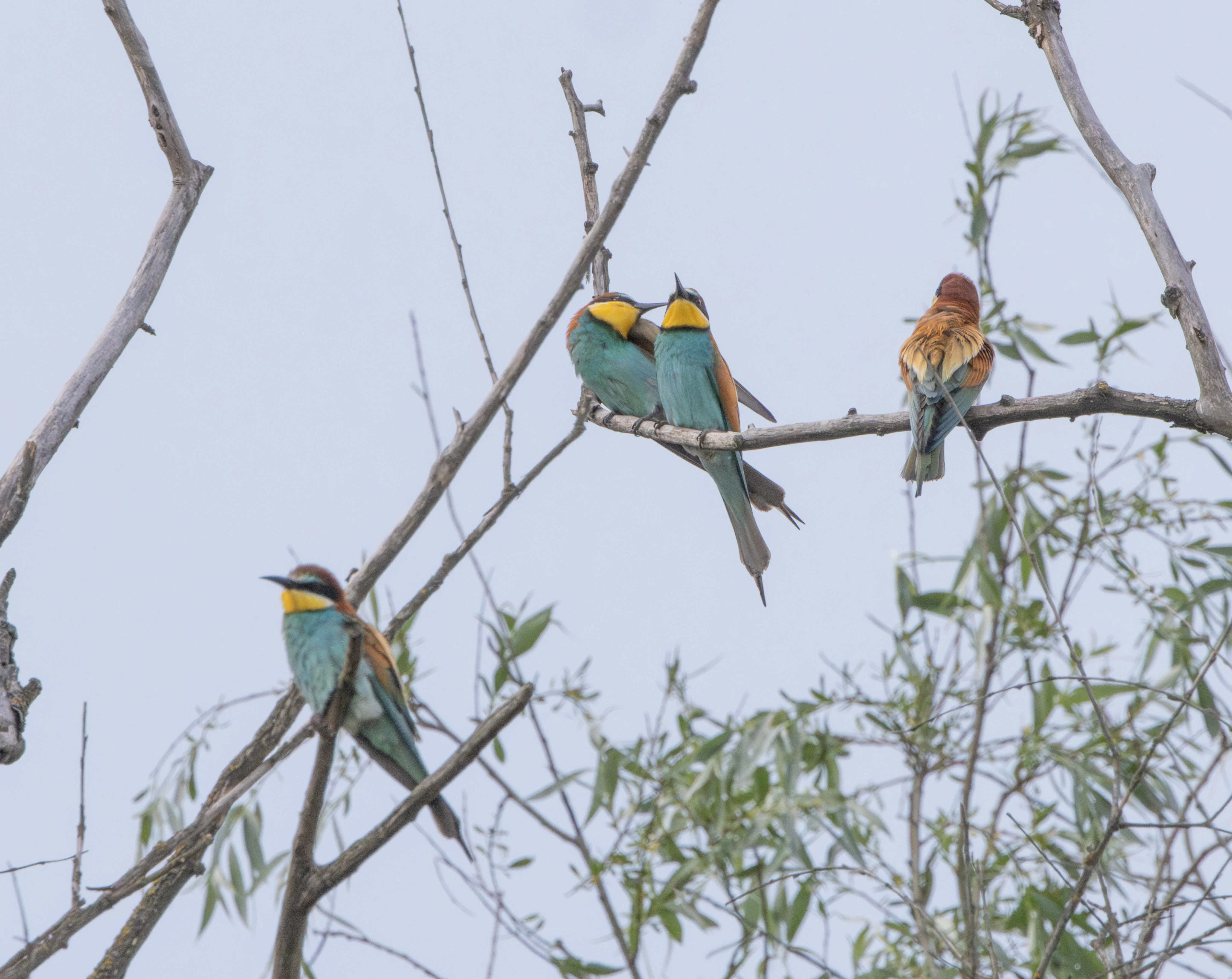 European Bee-eaters, Danube Delta, Romania — photo by Adam Prugel-Bennett