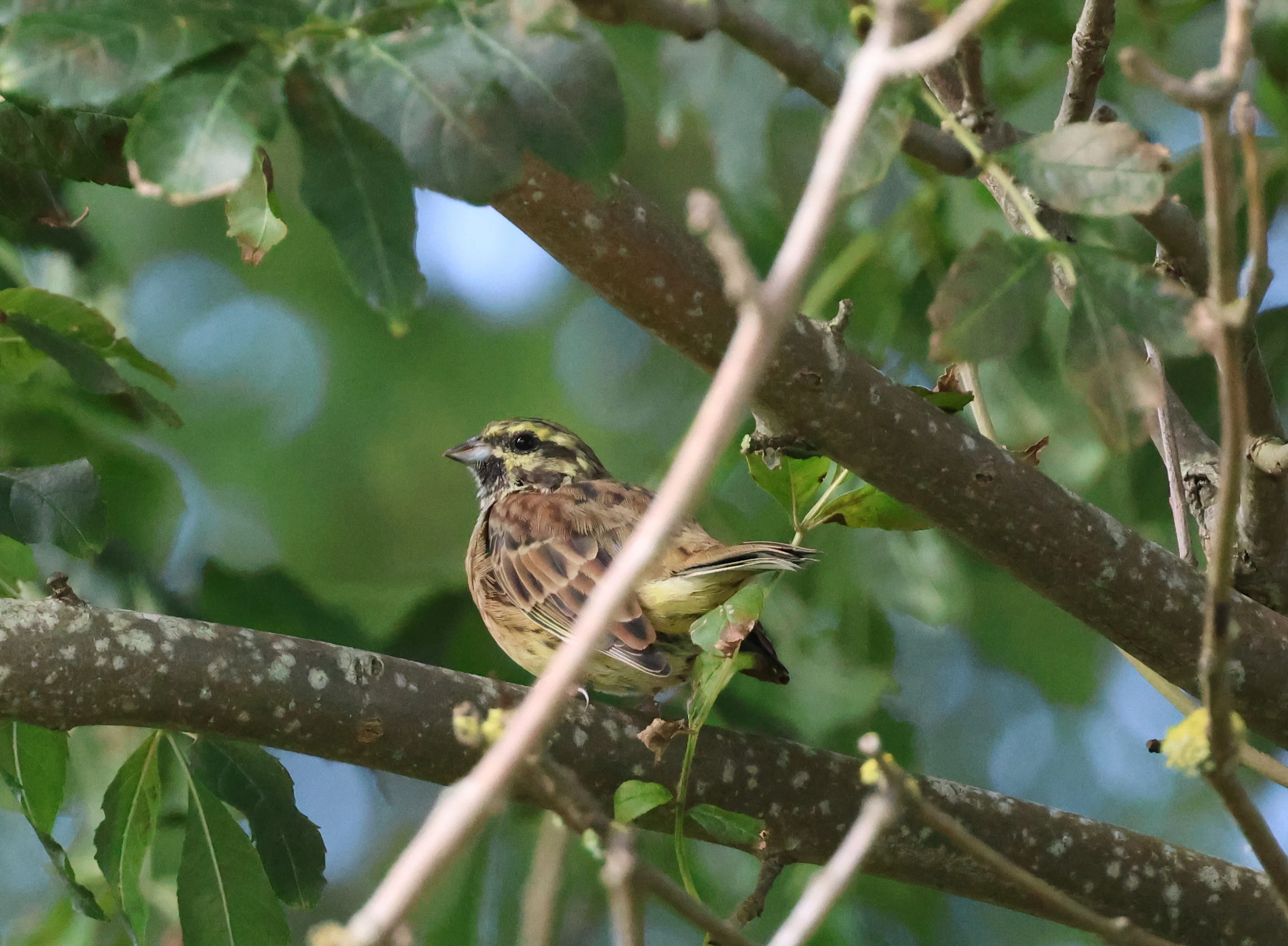 Cirl Bunting, Labrador Bay, Devon, UK — photo by Adam Prugel-Bennett